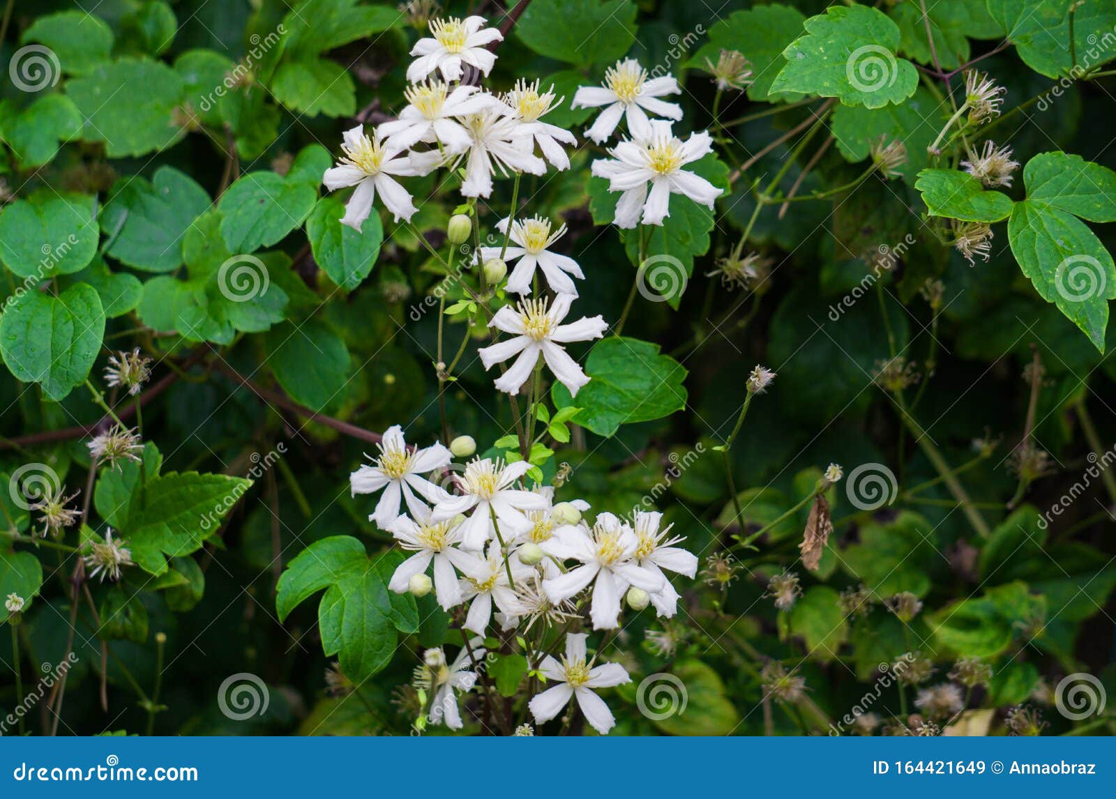 Blooming Small White Decorative Flowers Bush Clematis Stock Image
