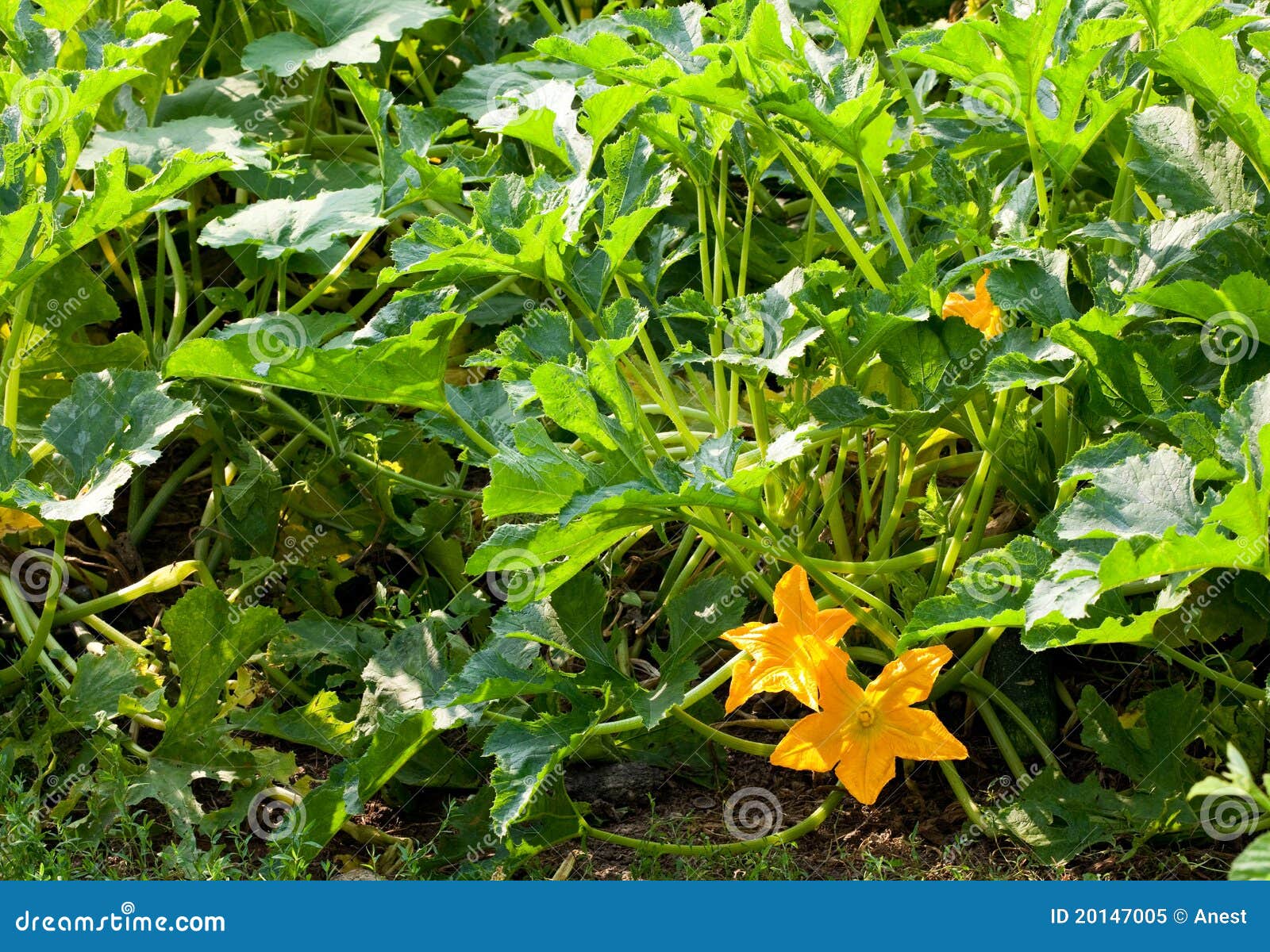 Blooming squash stock image. Image of outdoor, blossom 20147005