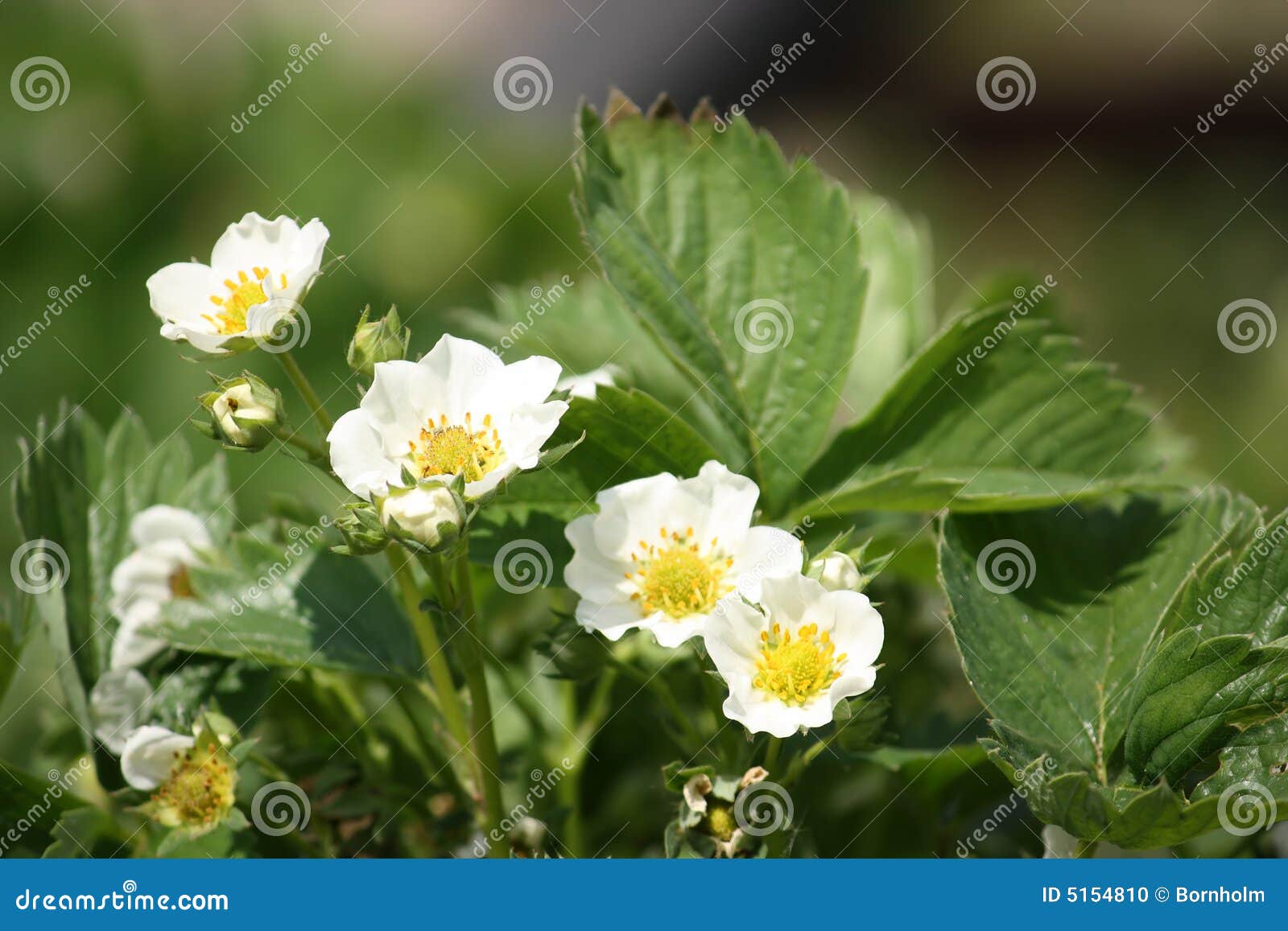 Blooming strawberry plant stock photo. Image of close 5154810