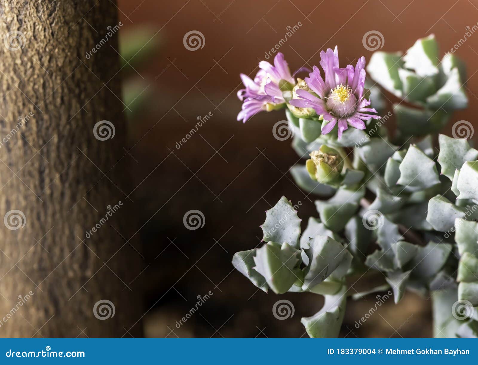 Blooming Succulent Macro Shot. Pink Color Succulent Flowers. Popular ...