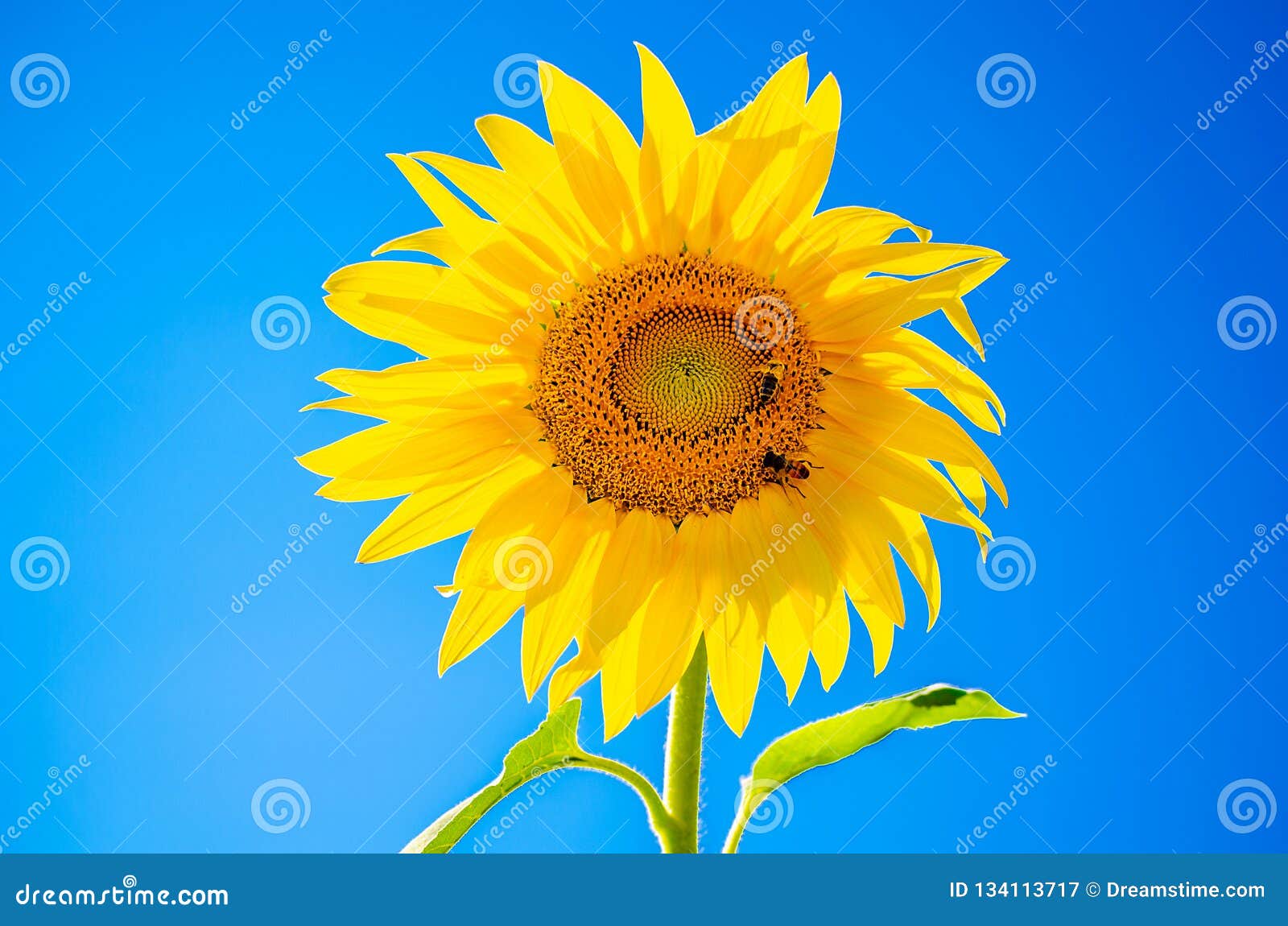 Blooming Sunflower on Blue Background Stock Image - Image of growth