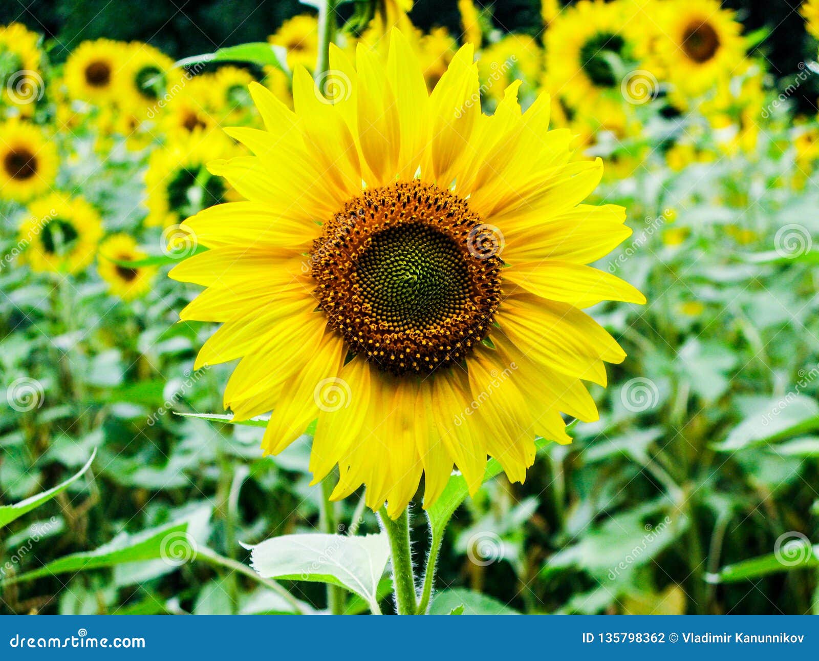 Blooming Sunflower on the Field Stock Photo Image of green