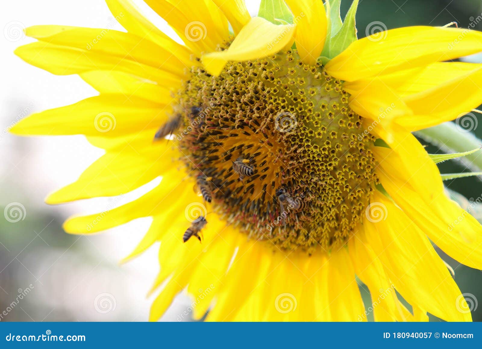Blooming Sunflower and Honey Bees Working Stock Image Image of smell
