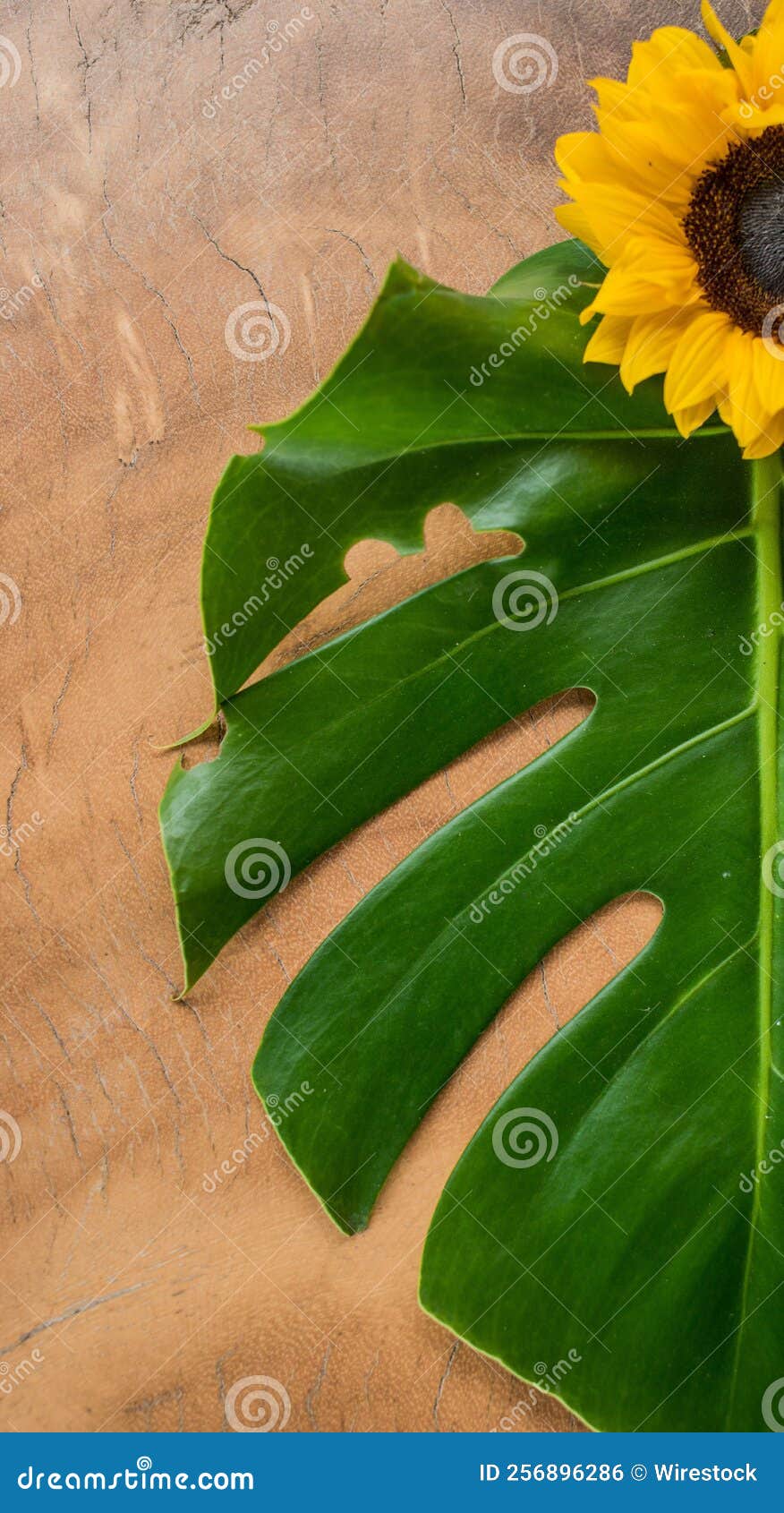 Blooming Sunflower and Leaf on the Table Stock Photo Image of island