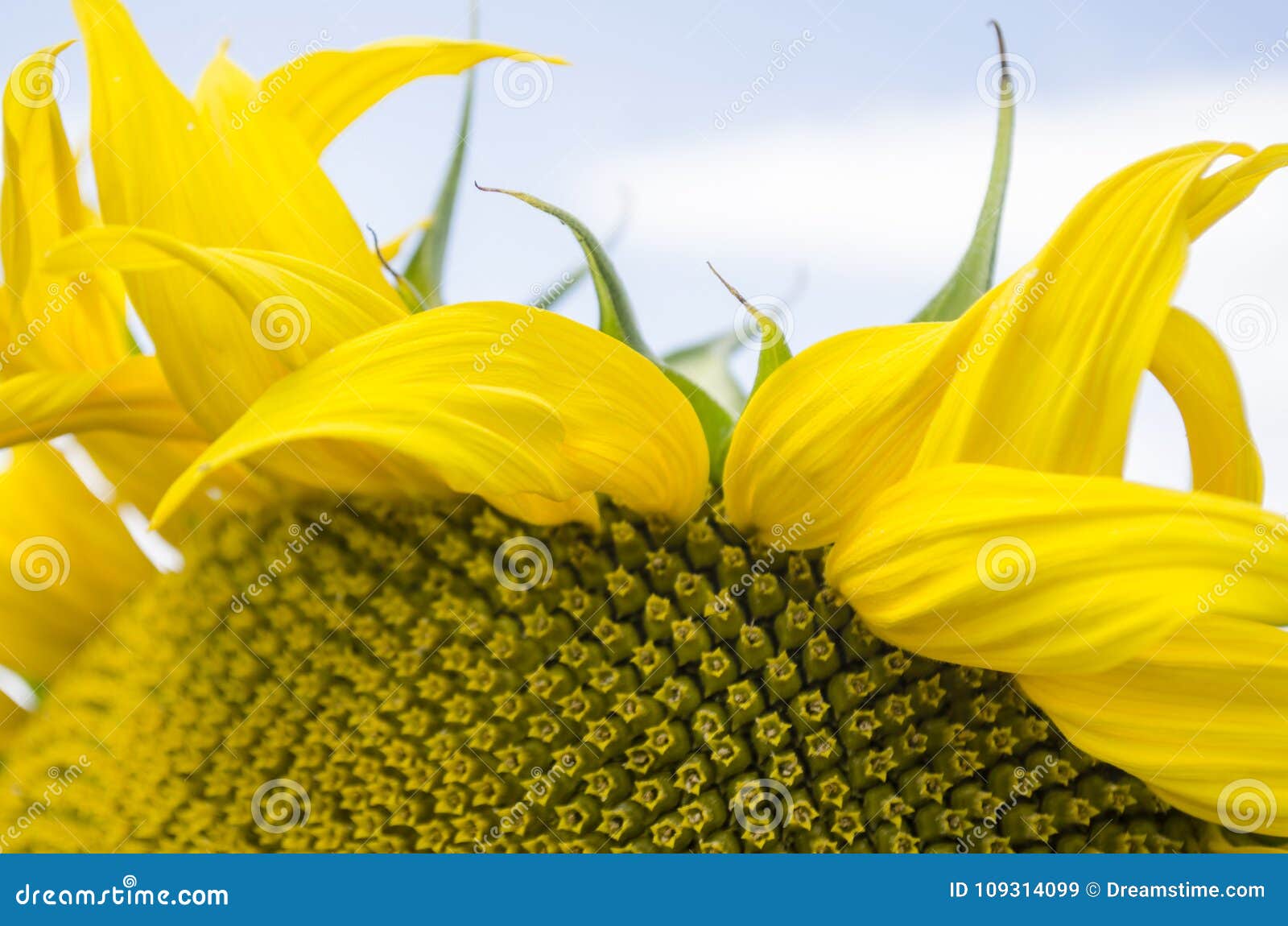 blooming sunflower petals