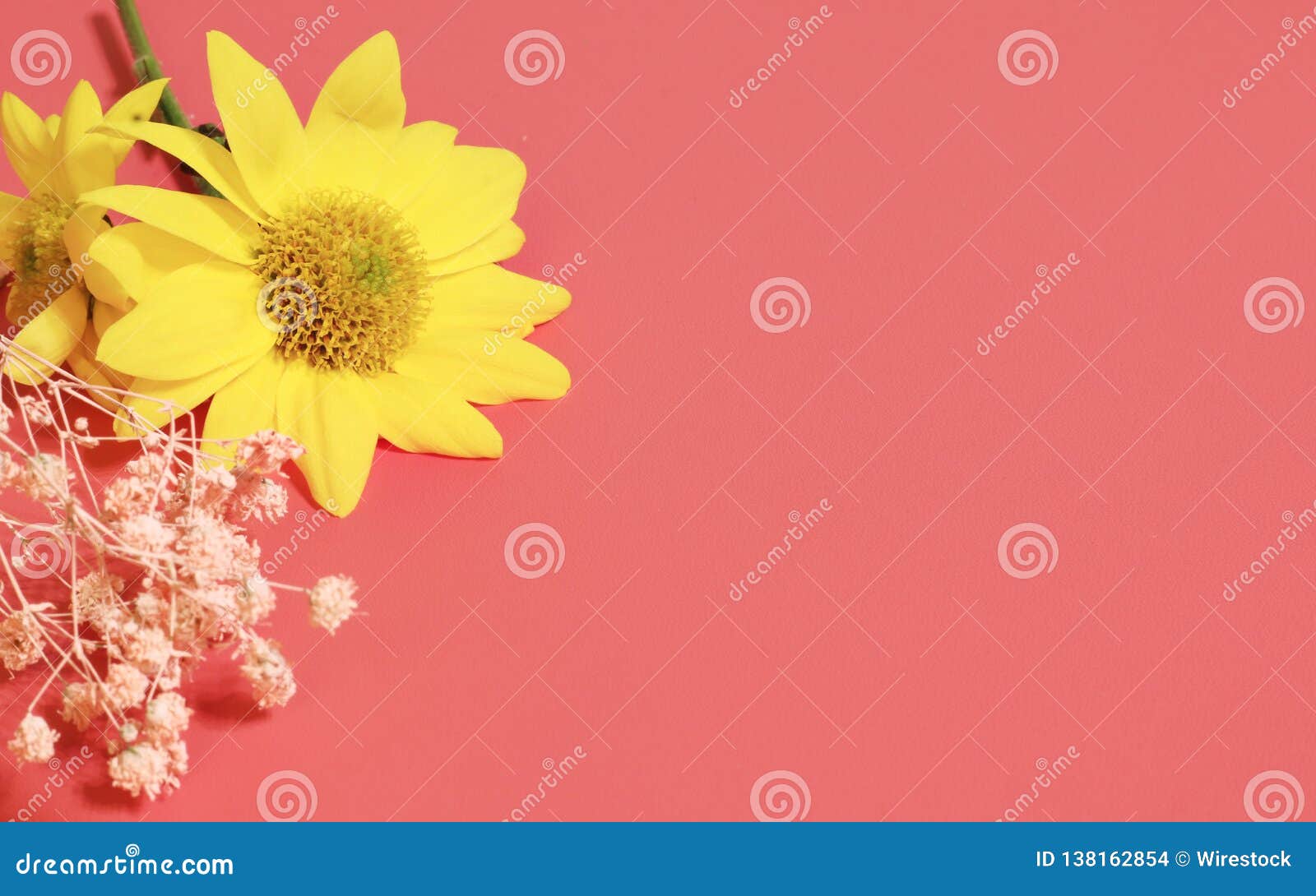 Blooming Sunflower on Pink Background Stock Photo - Image of blossom ...