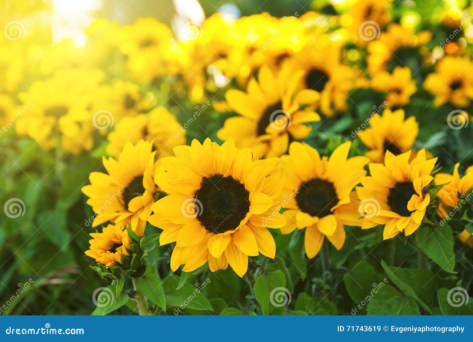 Blooming Sunflowers, California Stock Image Image of agriculture