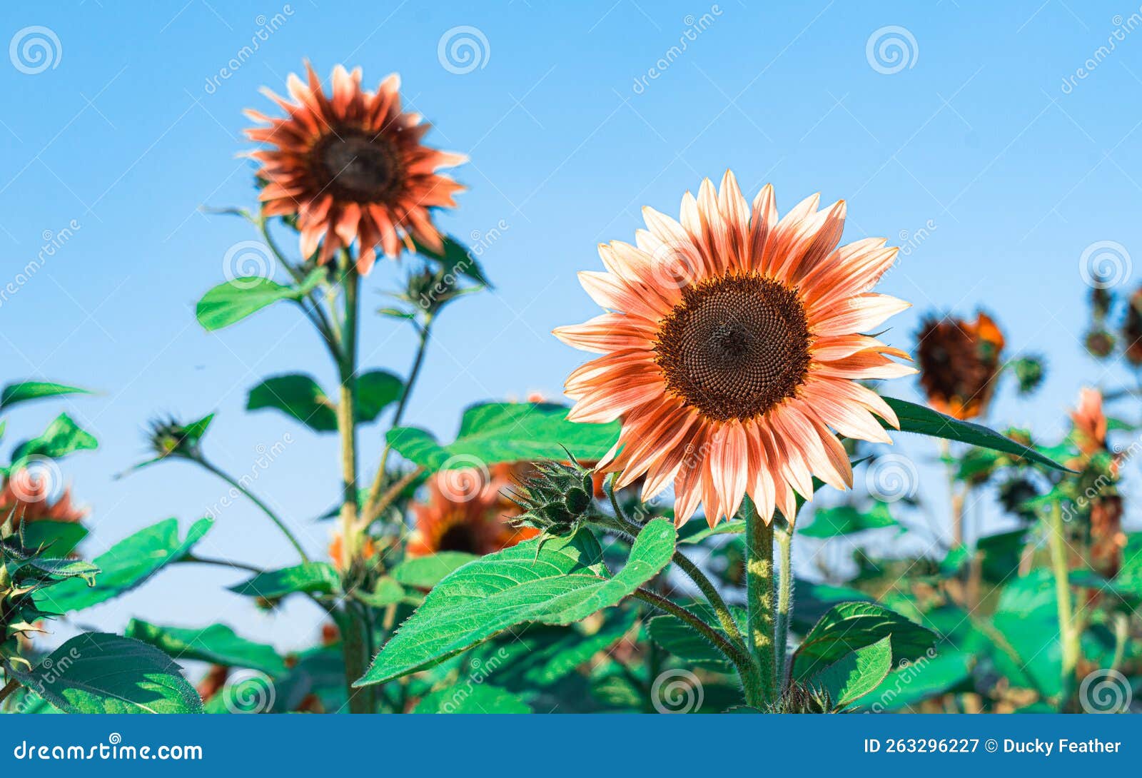 Blooming sunflowers stock image. Image of groups, petal 263296227