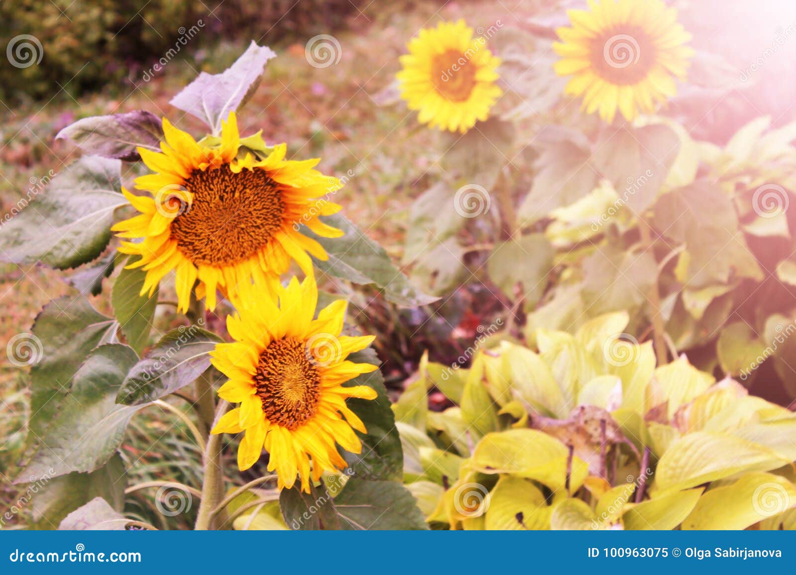 Blooming Sunflowers in the Rays of Low Evening Sun. Backlight Sunlight Stock Image Image of