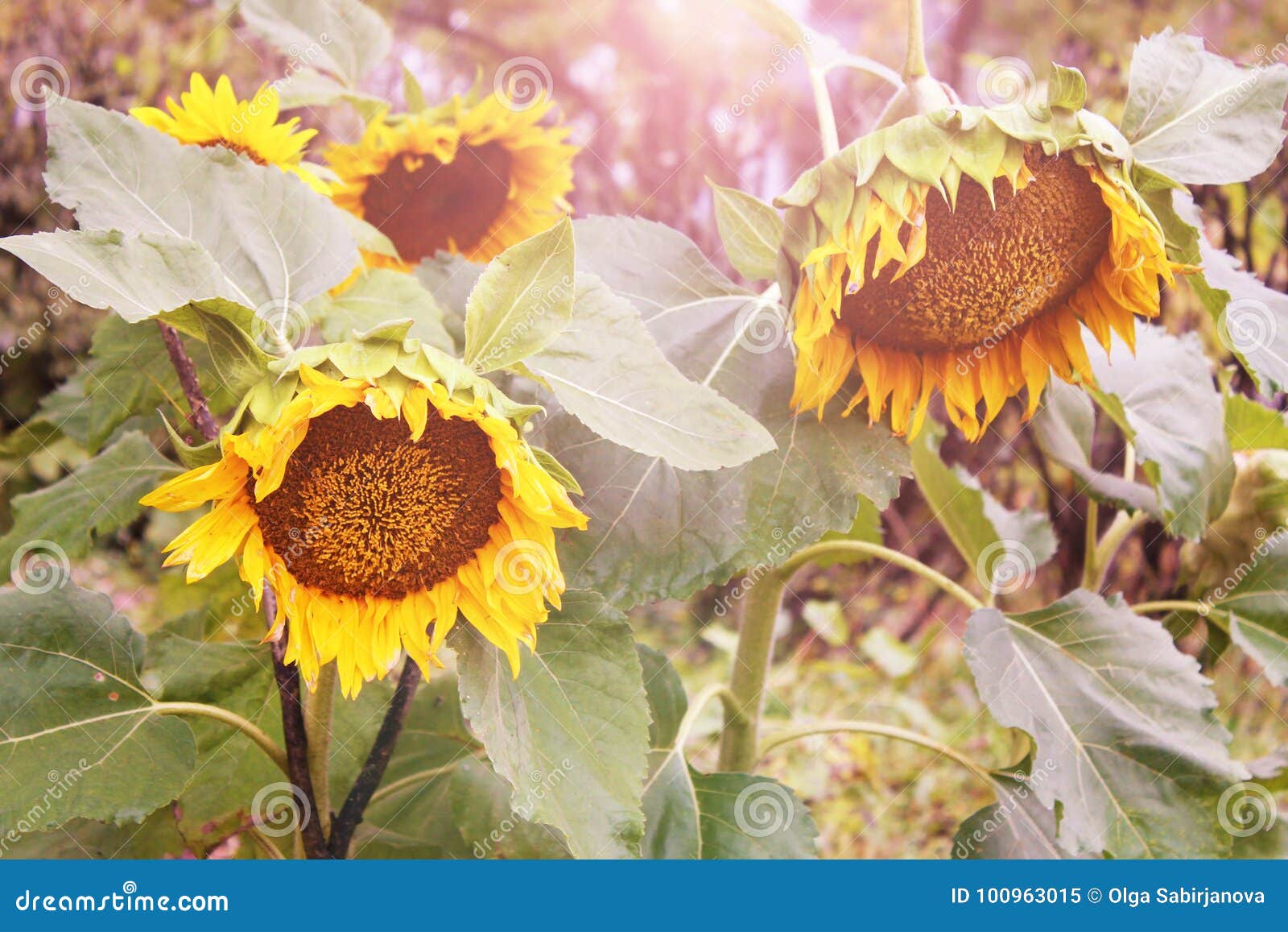 Blooming Sunflowers in the Rays of Low Evening Sun. Backlight Sunlight Stock Image Image of