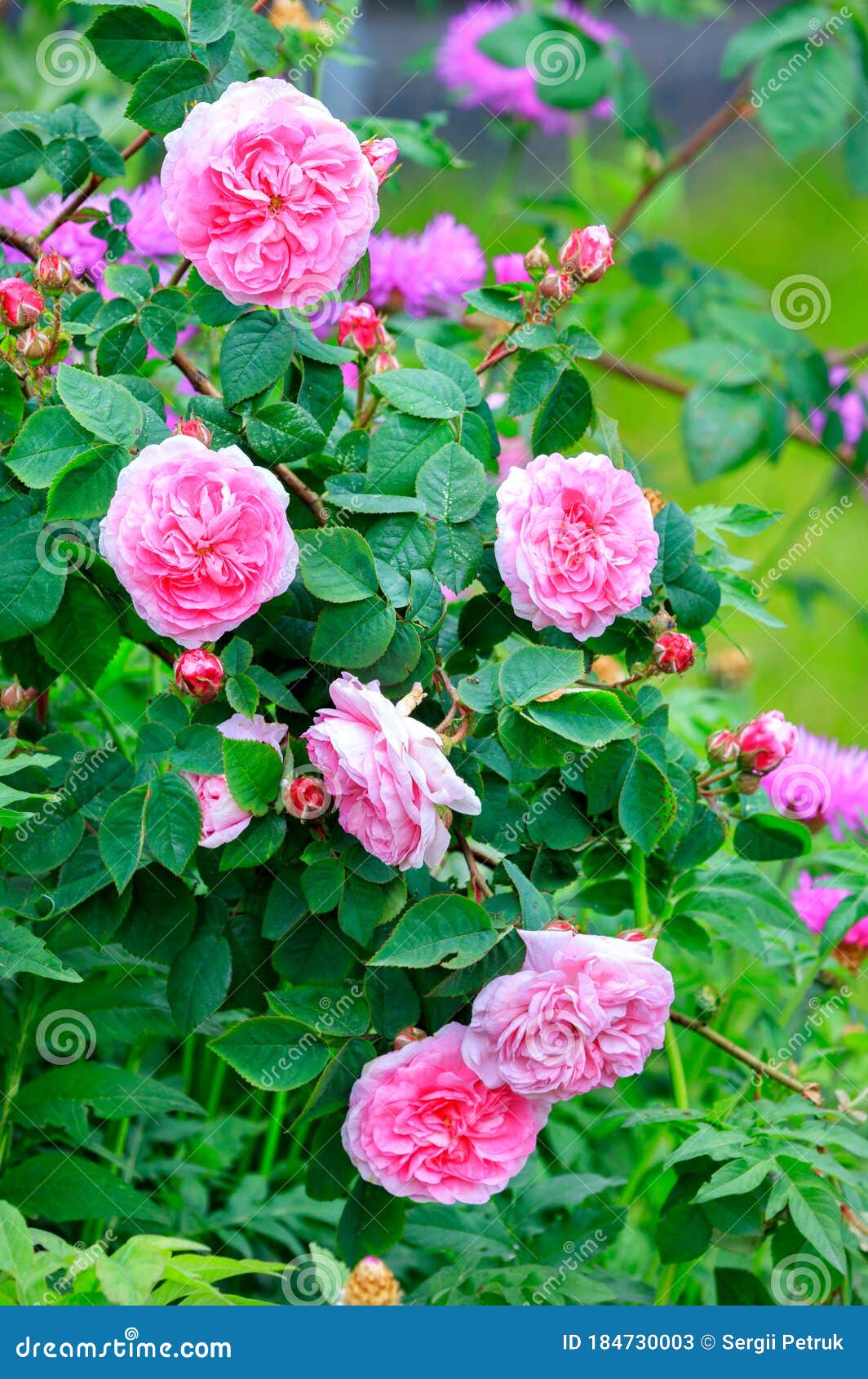 Blooming Tea Rose Bush In The Garden Stock Image Image Of Aroma Green 184730003