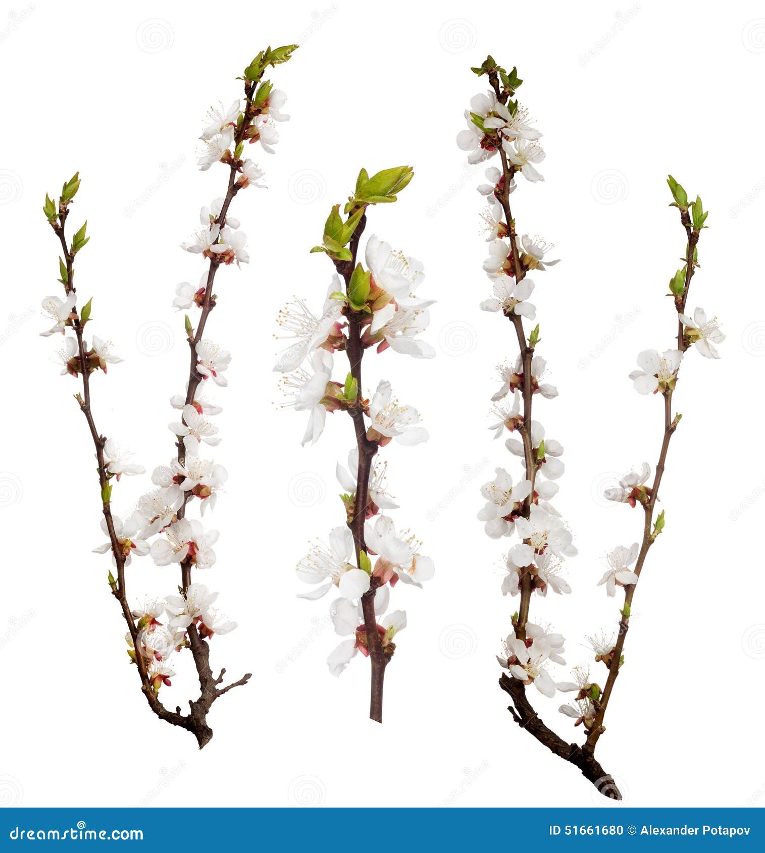 Blooming Three Cherry Tree Isolated Branches Stock Photo Image of