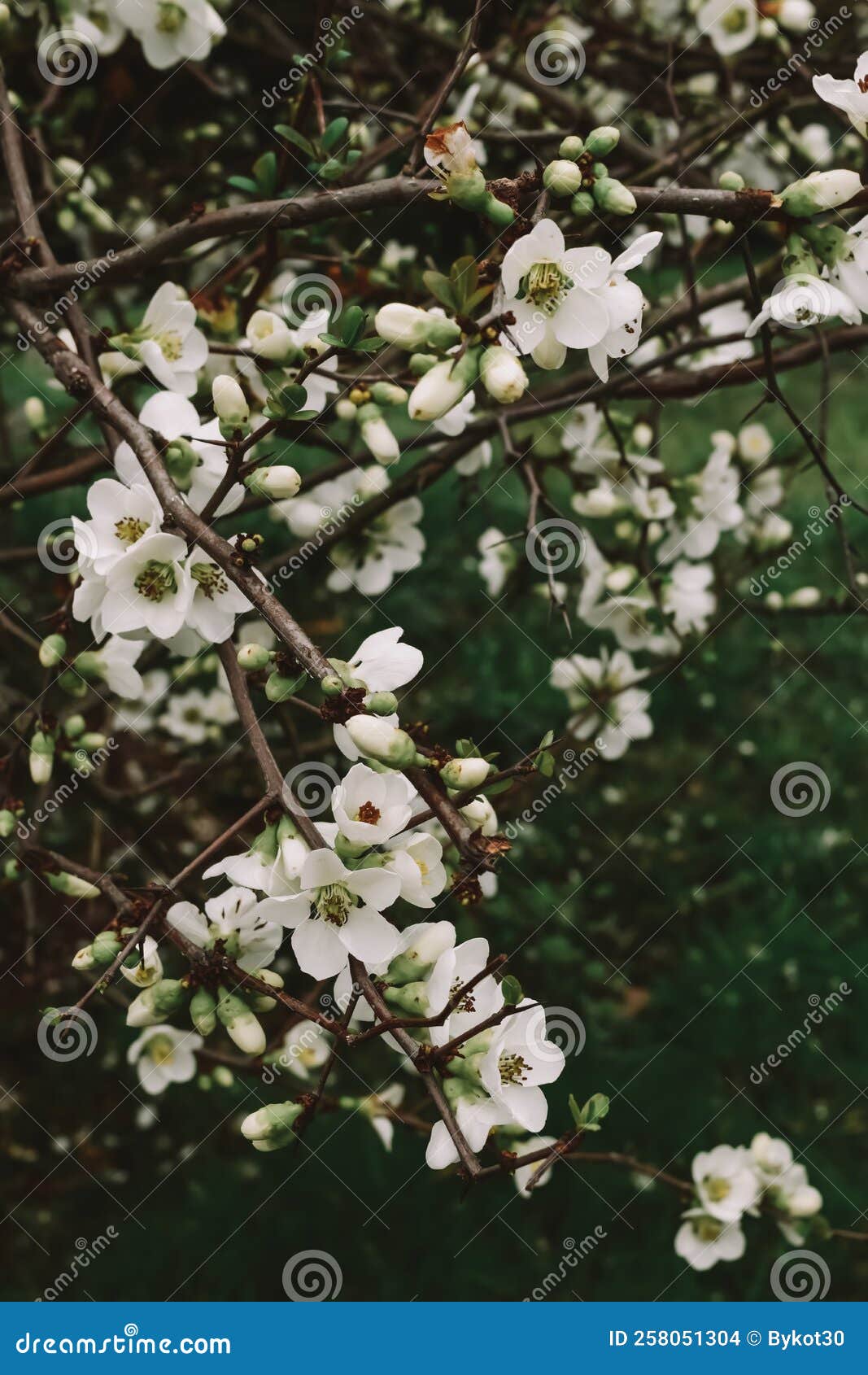 Blooming Tree in the Garden, Closeup. Spring Flowering. White Flowers
