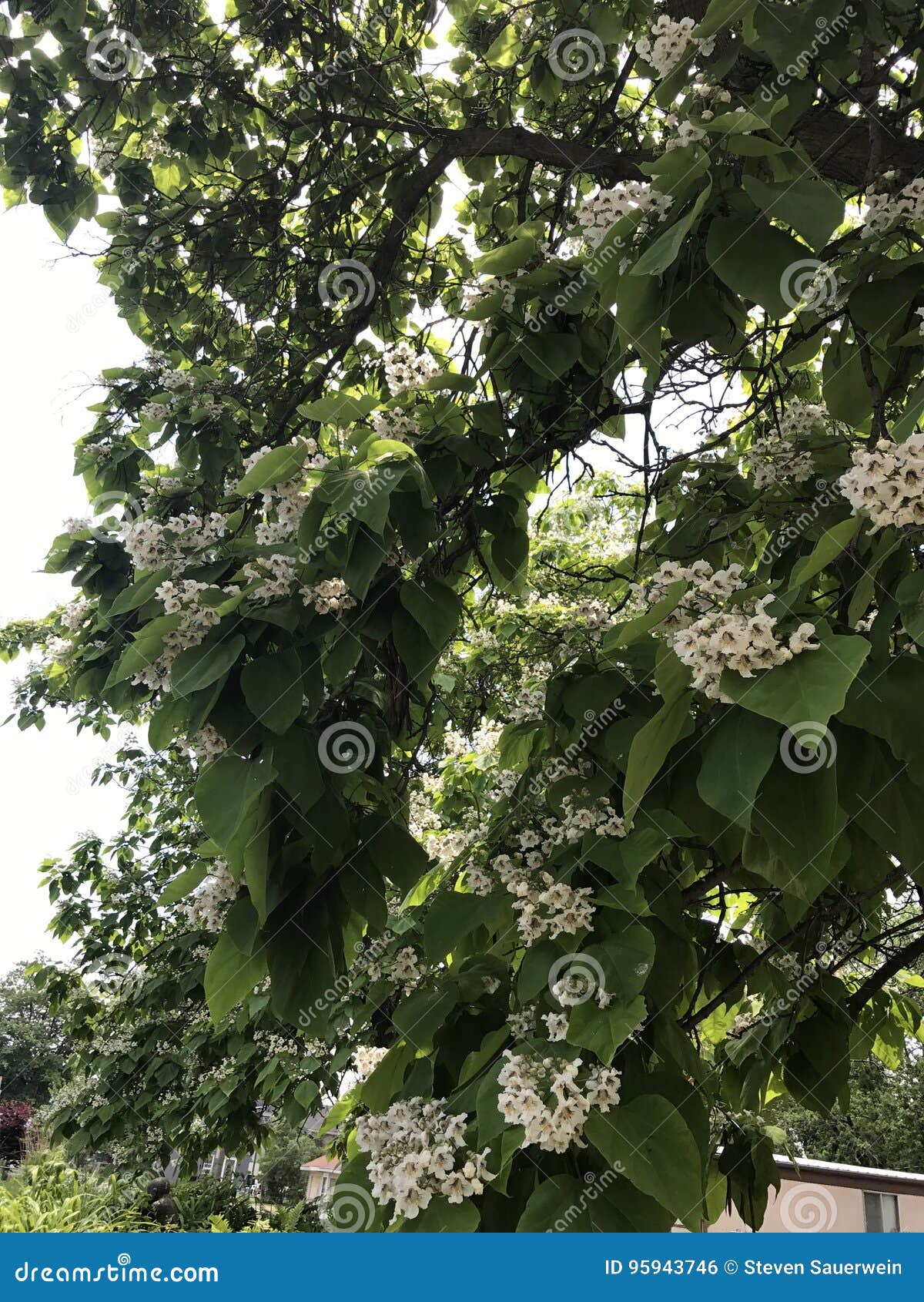 Blooming tree stock photo. Image of flower, plant, ohio 95943746