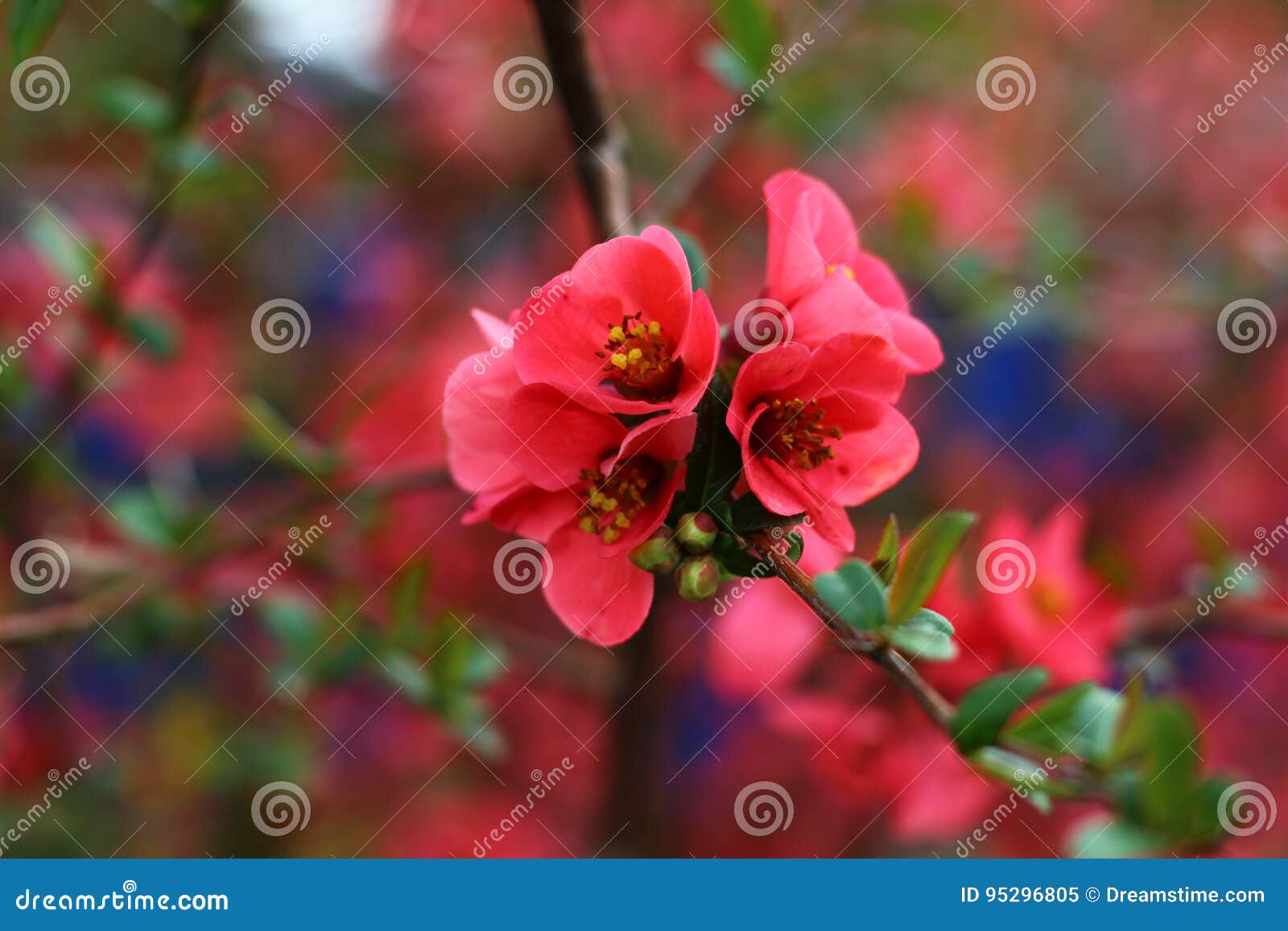 Blooming tree stock image. Image of spring, blossom, grass 95296805