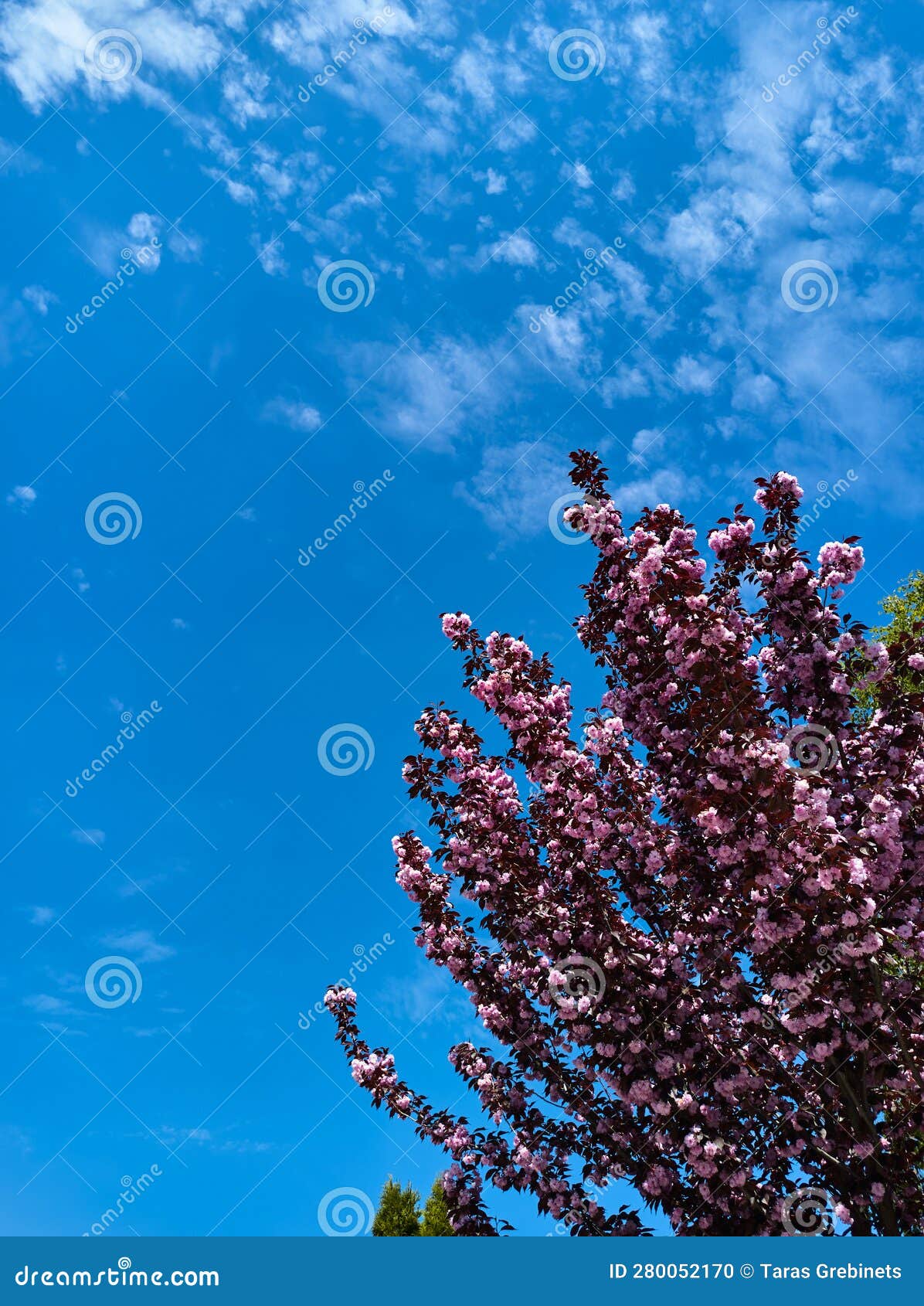 blooming tree with pink flowers over atmospheric clean clear sky background with copy ad space. sakura abloom