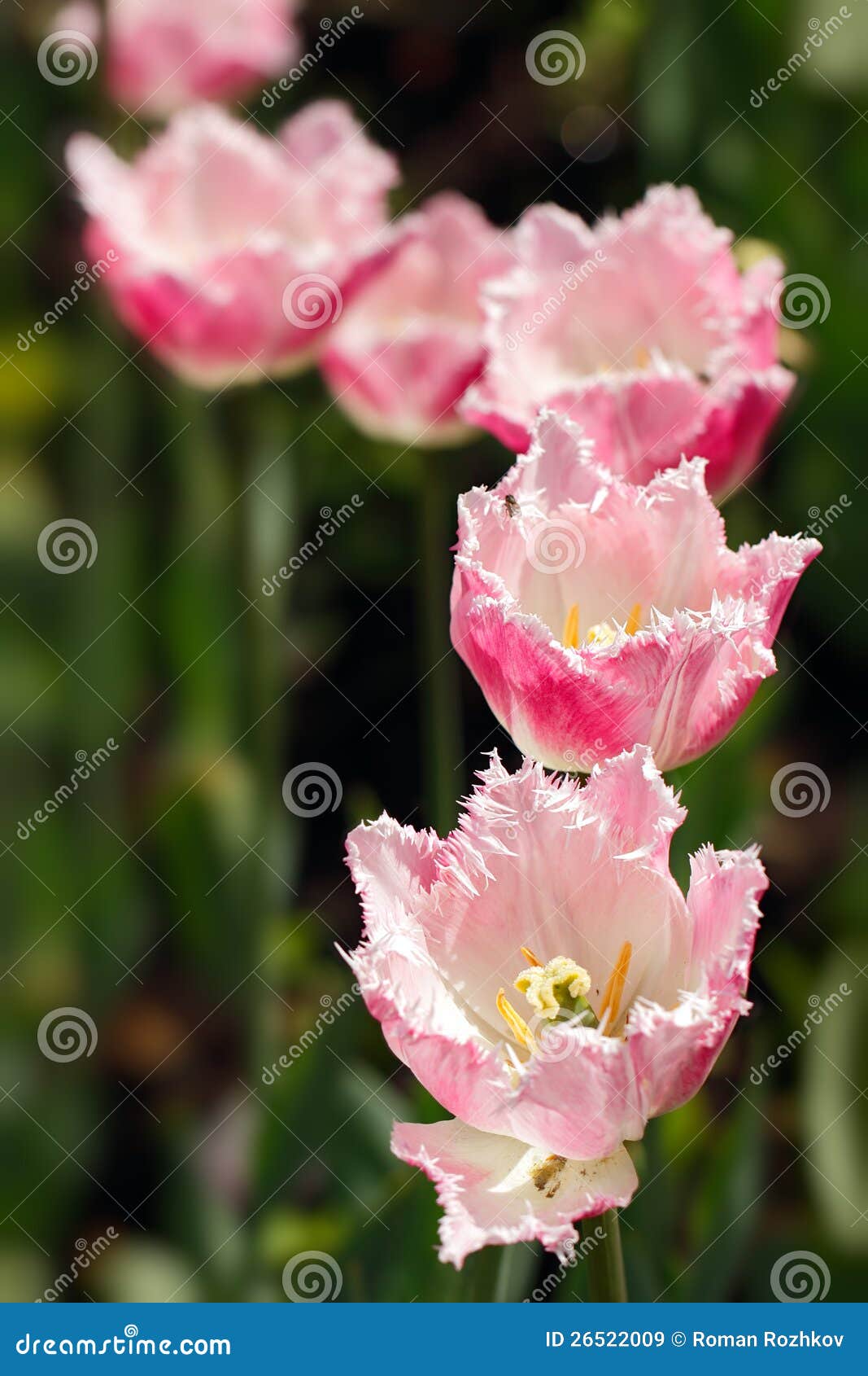 Blooming tulips. stock image. Image of buds, color, sunny 26522009
