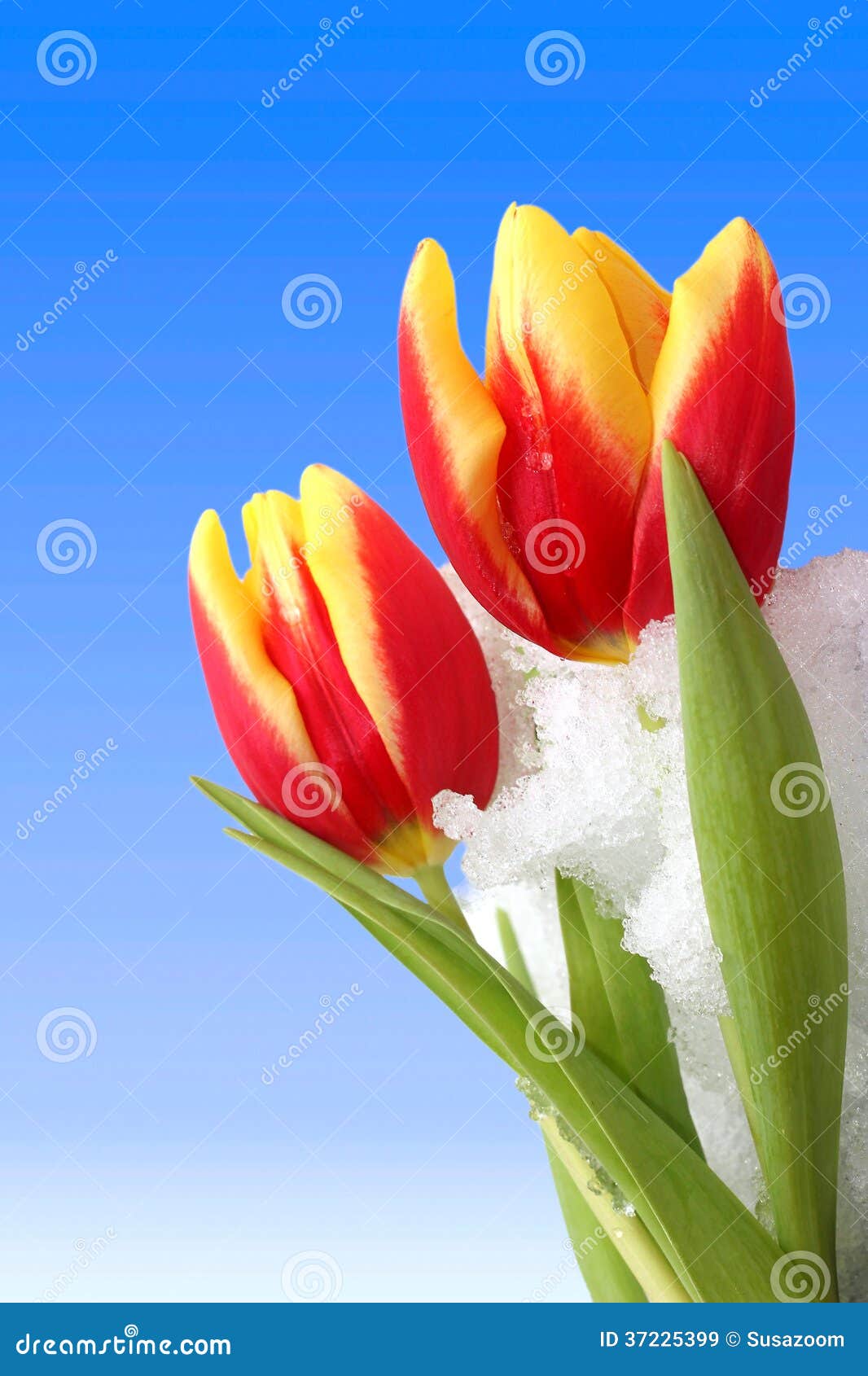Blooming Tulips with Snow Cover Against Blue Sky Stock Image Image of