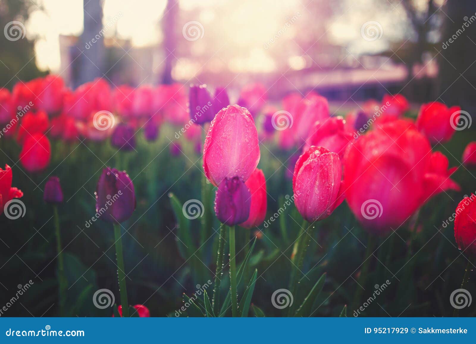 Blooming tulips in sunrise stock image. Image of flower 95217929