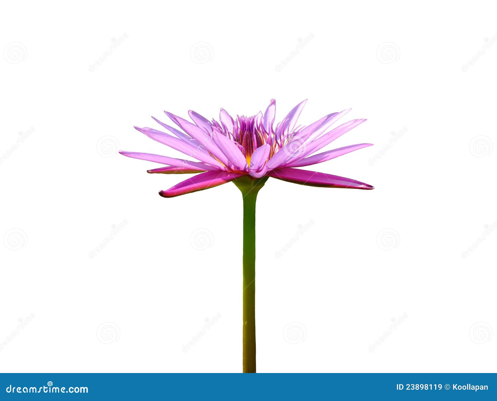 Blooming Violet Lotus Flower Stock Image Image of blooming, color