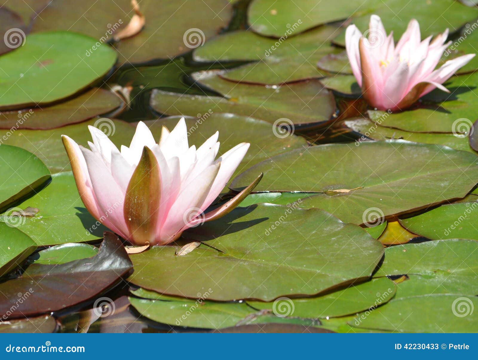 Blooming Water Lilies on the Lake Stock Image Image of surface