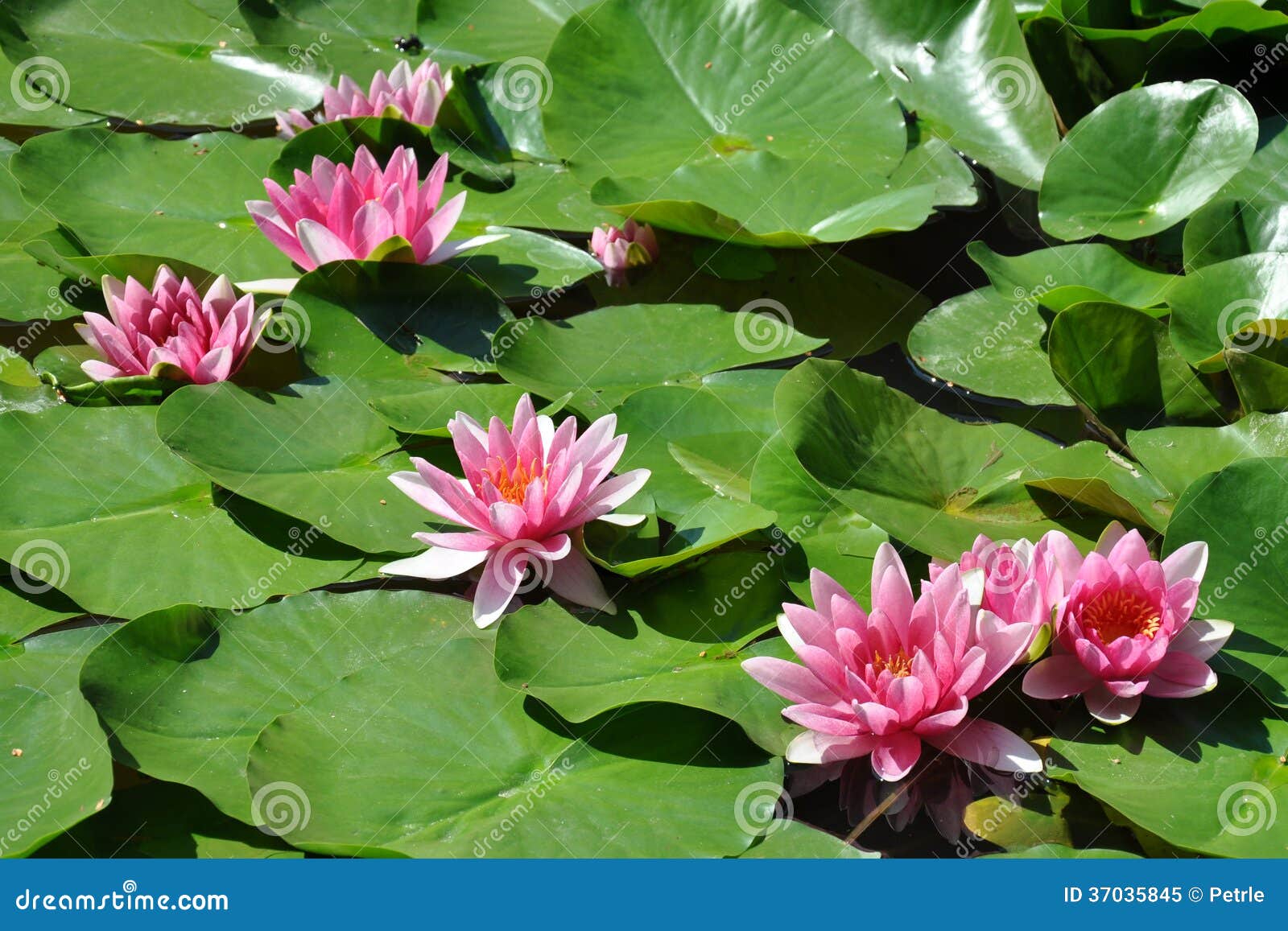 Blooming water lilies stock image. Image of garden, green 37035845