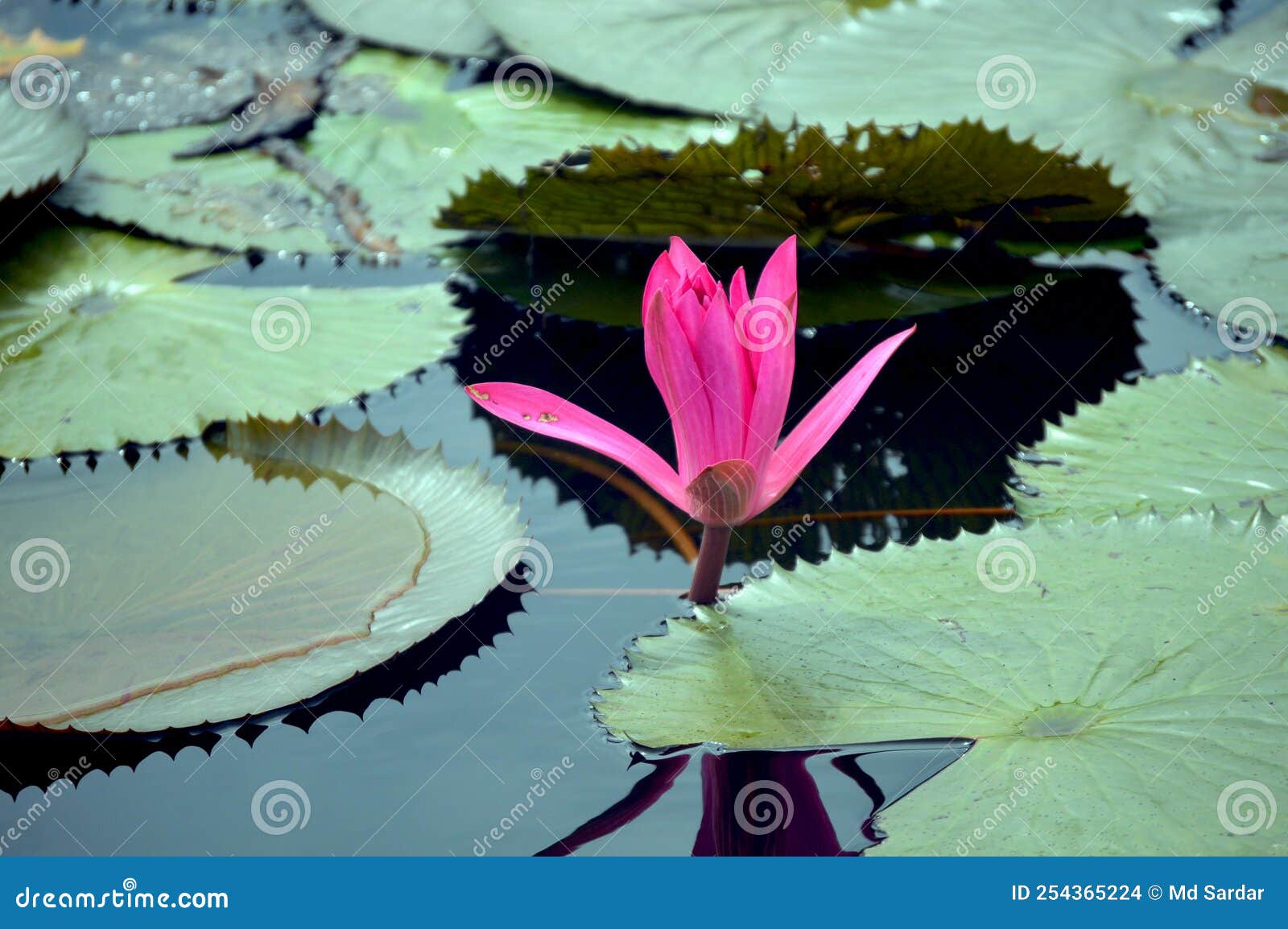 blooming water lily in a calm late water