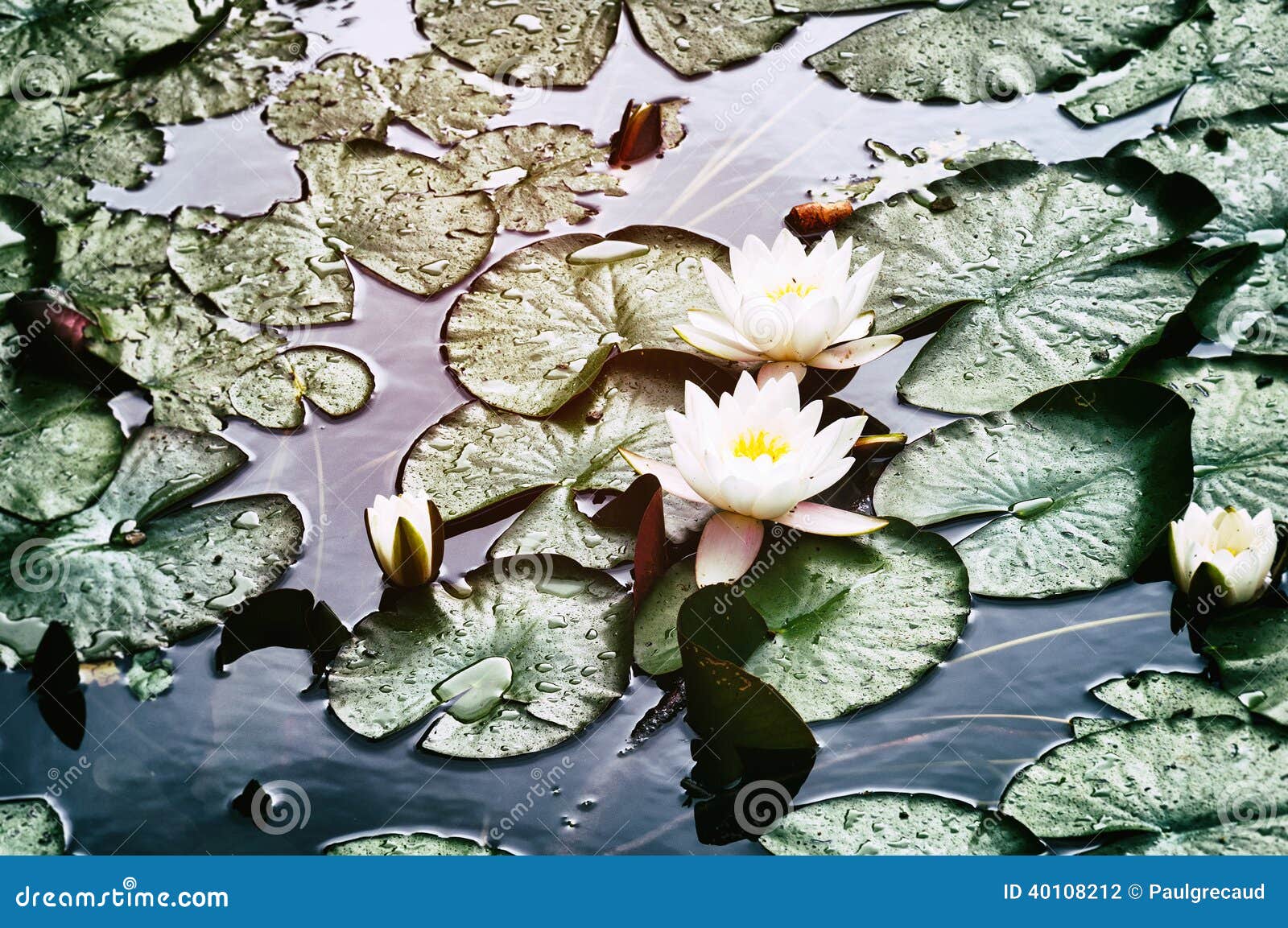 Blooming Water Lily Flowers Stock Photo Image of desaturated, lake