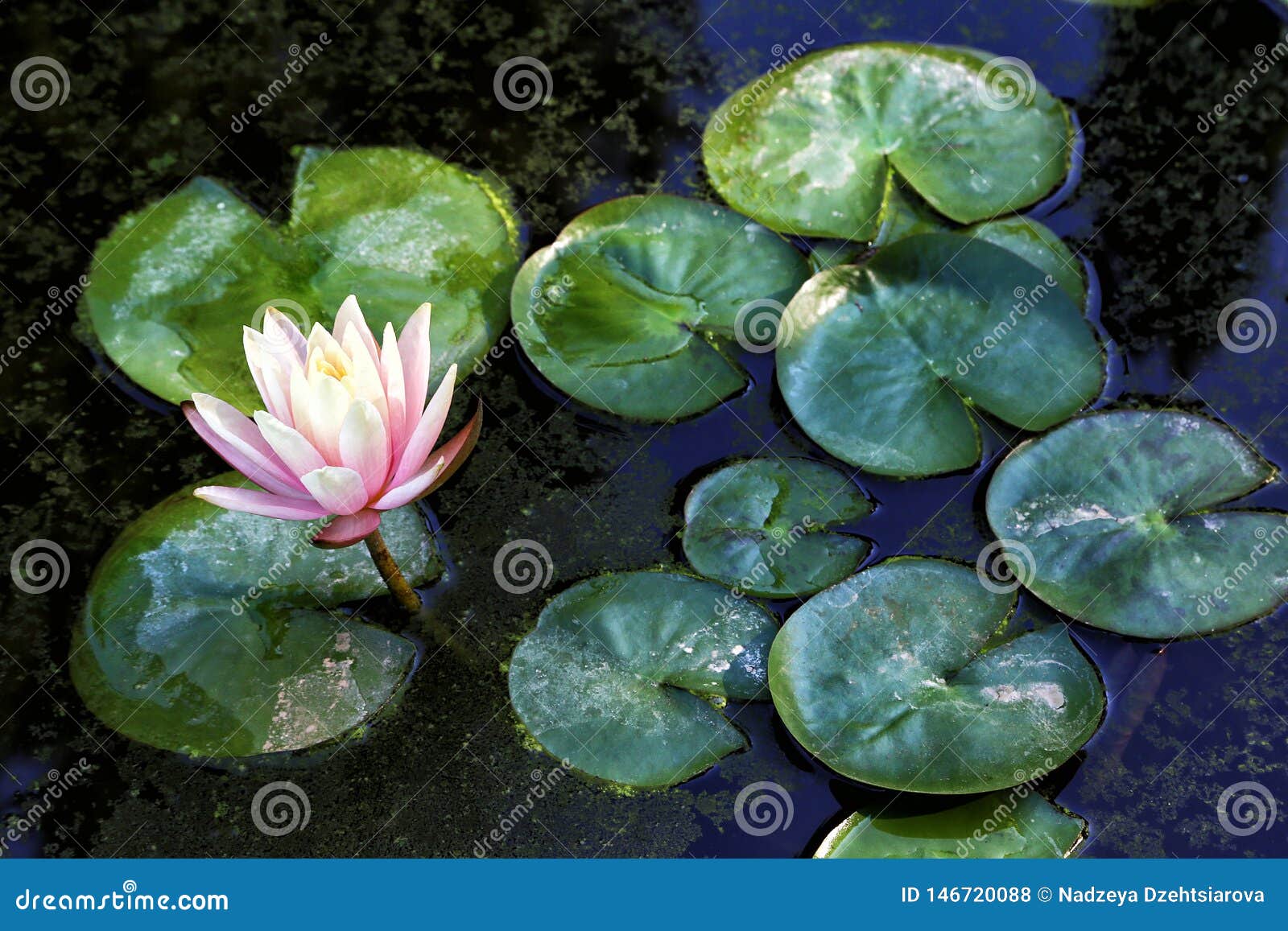 Blooming Water Lily in the Pond Stock Photo Image of flora, plant