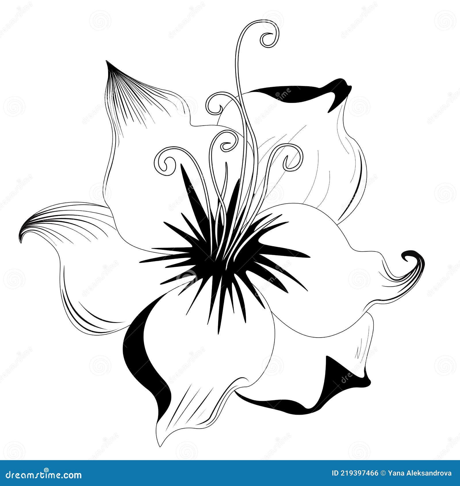 Blooming White Black Lily, Isolated Flower Stock Vector - Illustration ...
