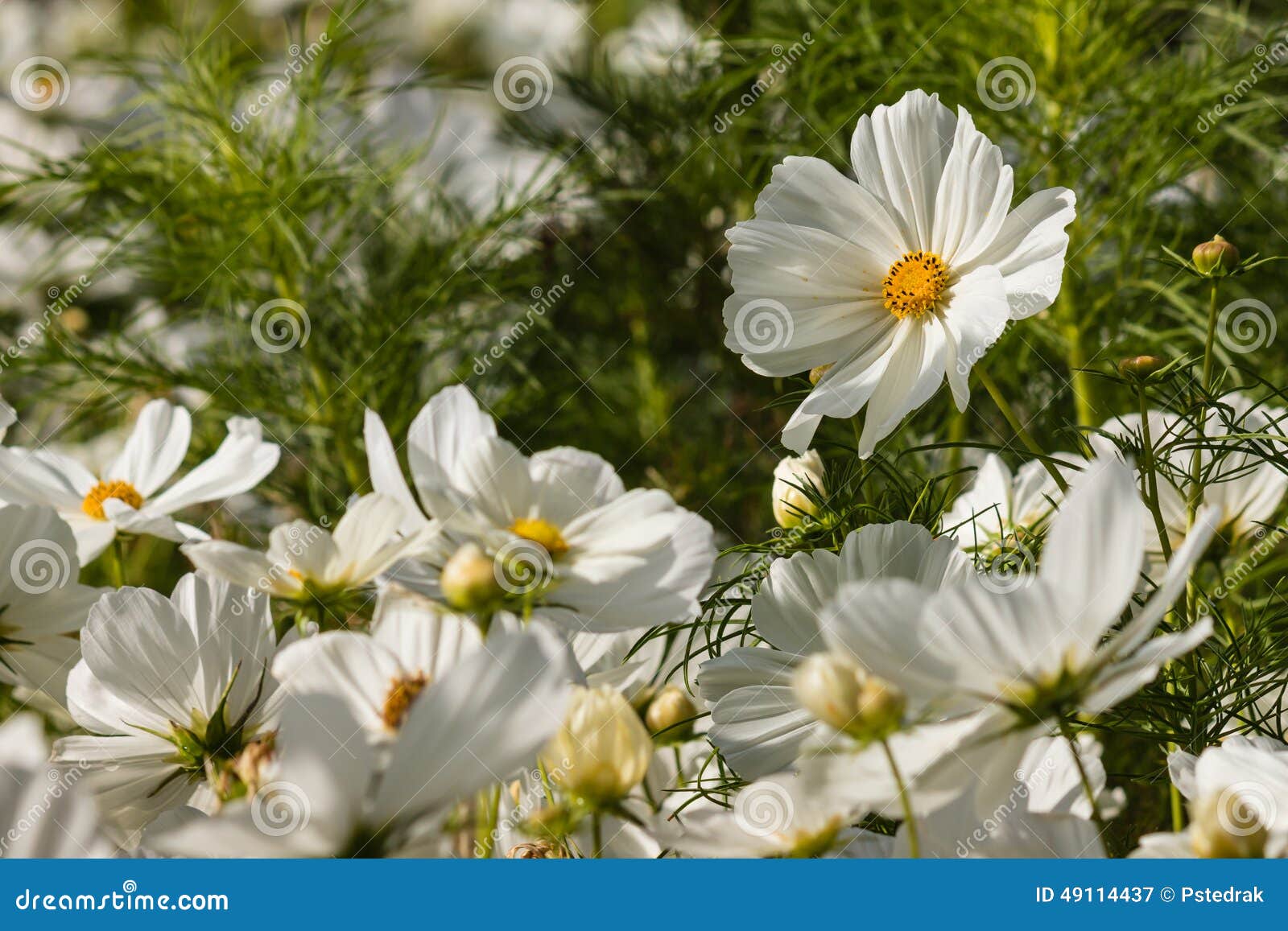 Blooming White Cosmos Flowers Stock Image Image of backlit, leaves 49114437