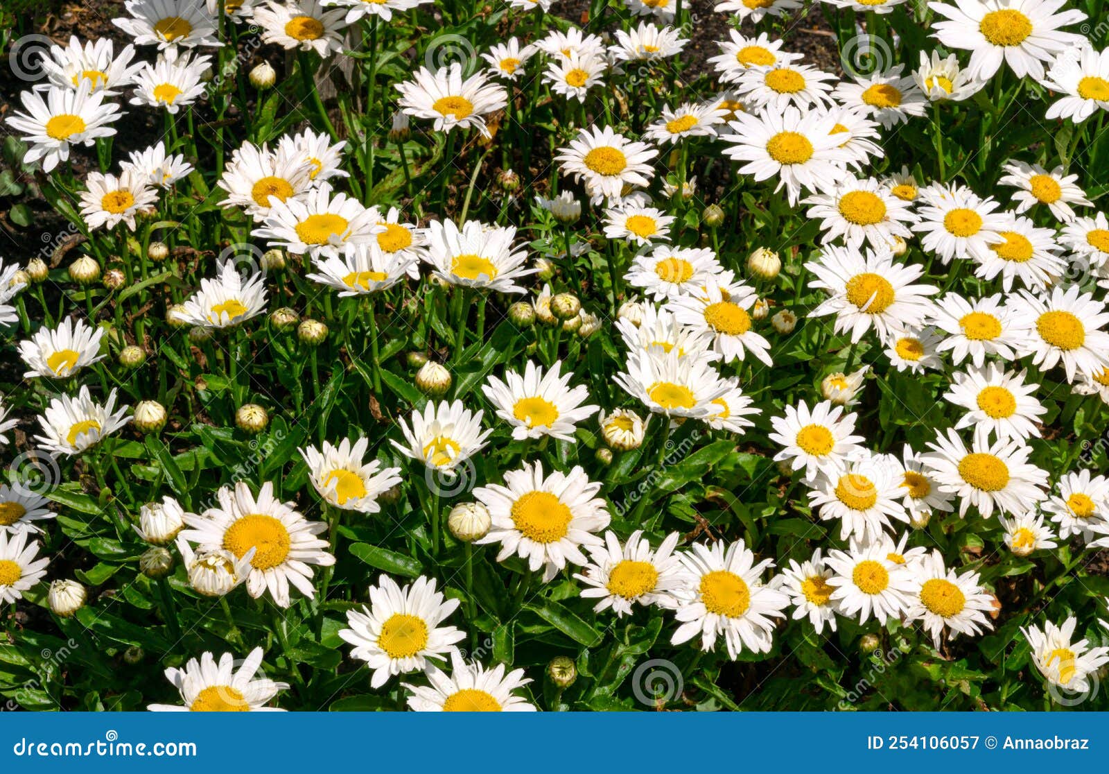 Blooming White Daisies in a Flower Bed in the Garden. Stock Image