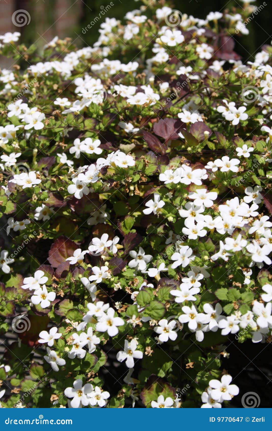 Blooming white flowers stock image. Image of outdoor, leafy 9770647