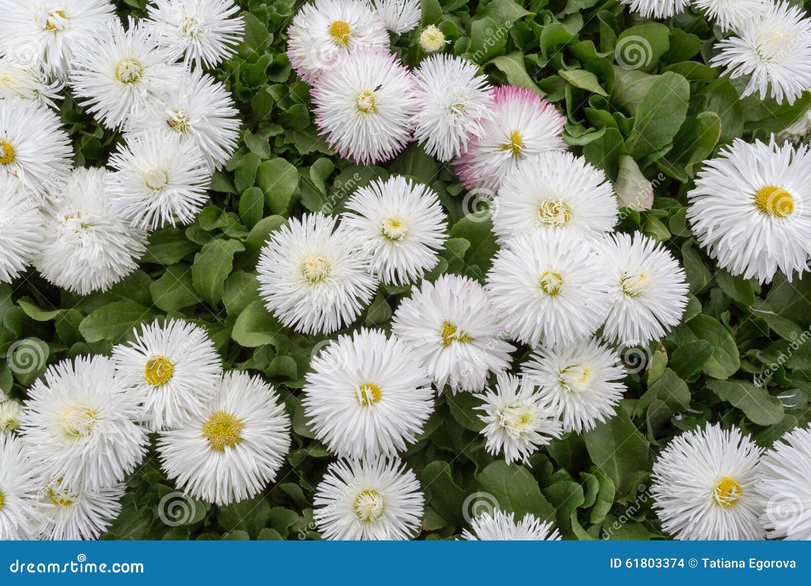 Blooming White Flowers on a Bed of Daisies Stock Photo Image of