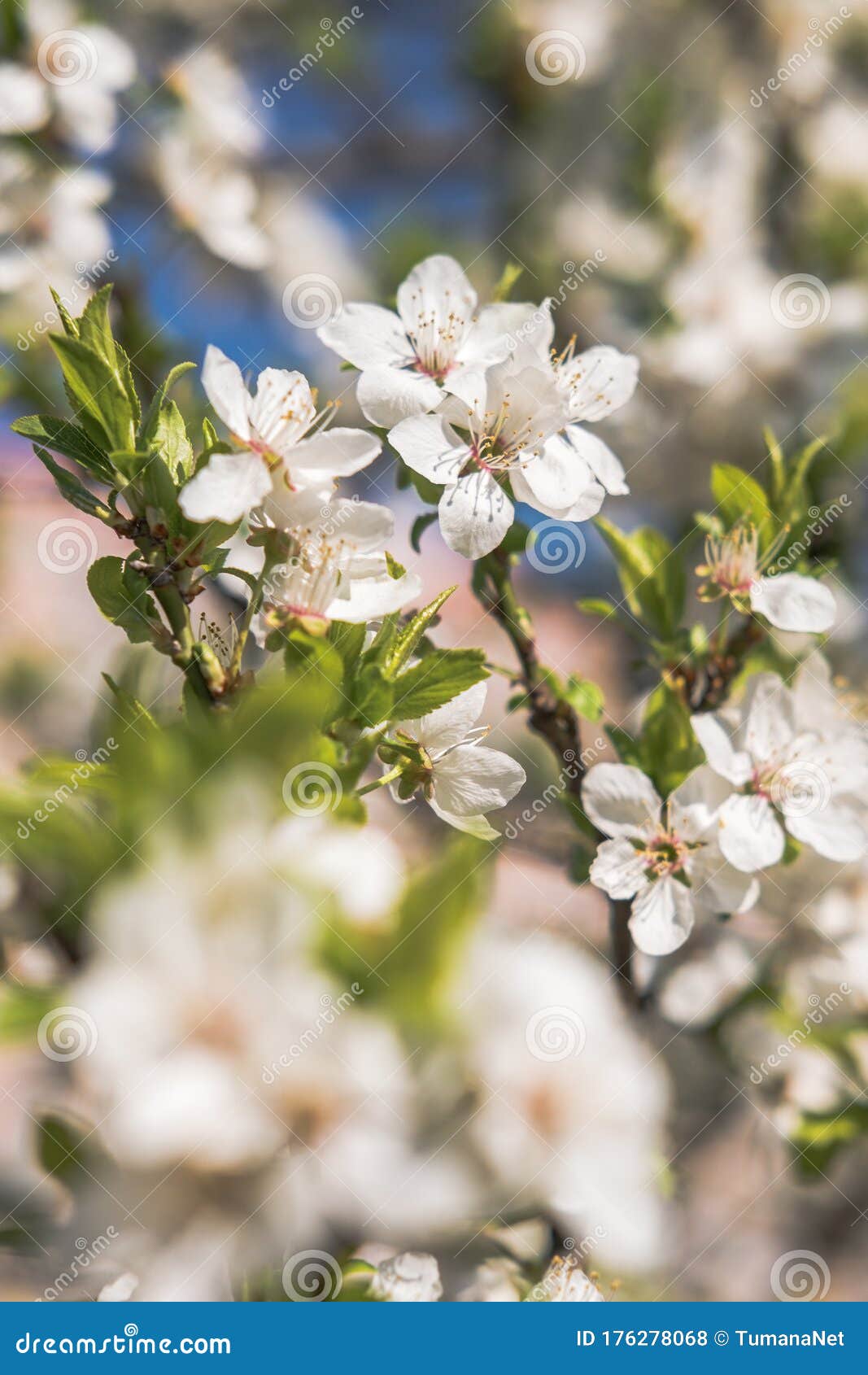 Blooming White Flowers Spring Tree Branch. Selective Focus. Sunlight