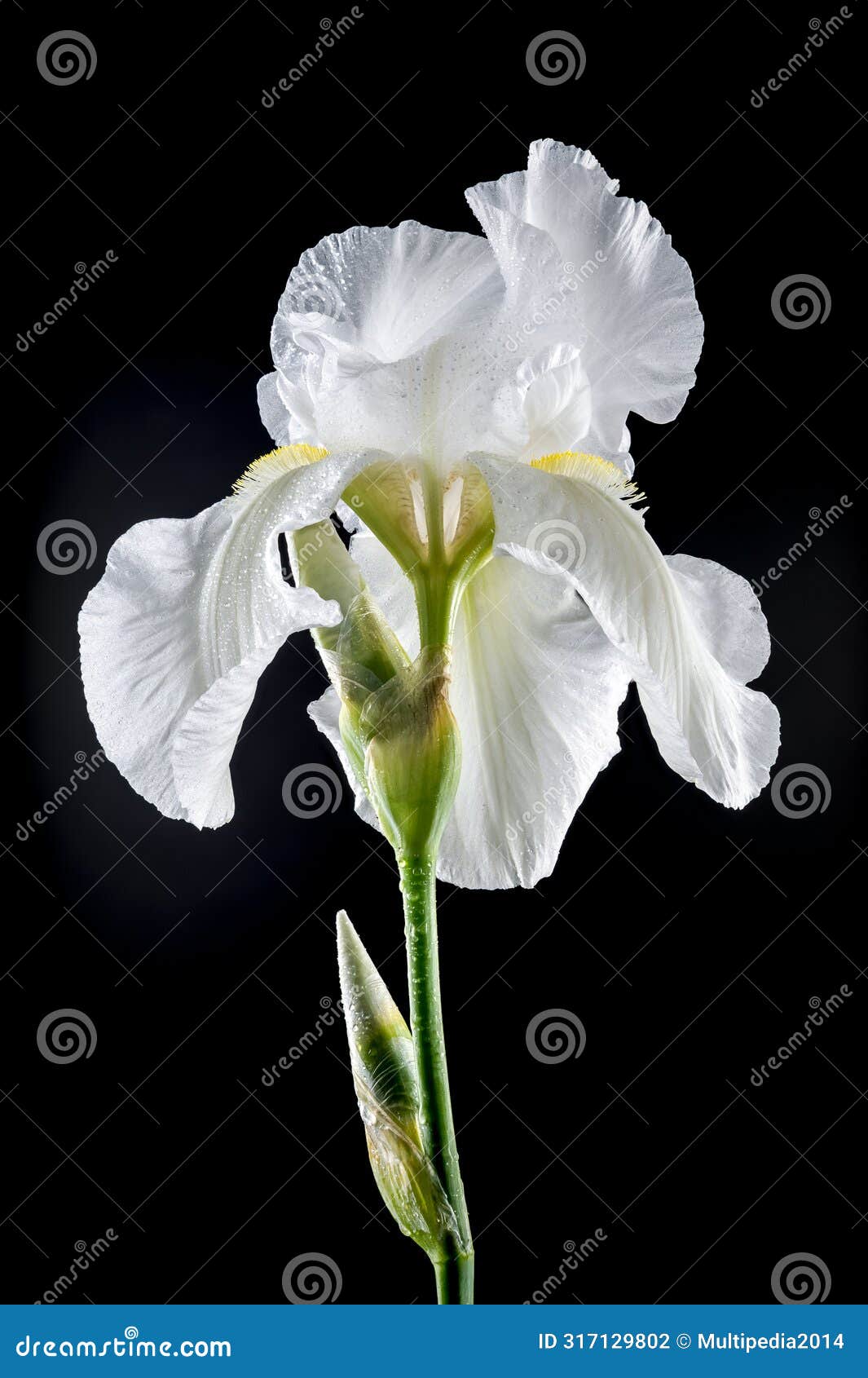 blooming white iris immortality on a black background