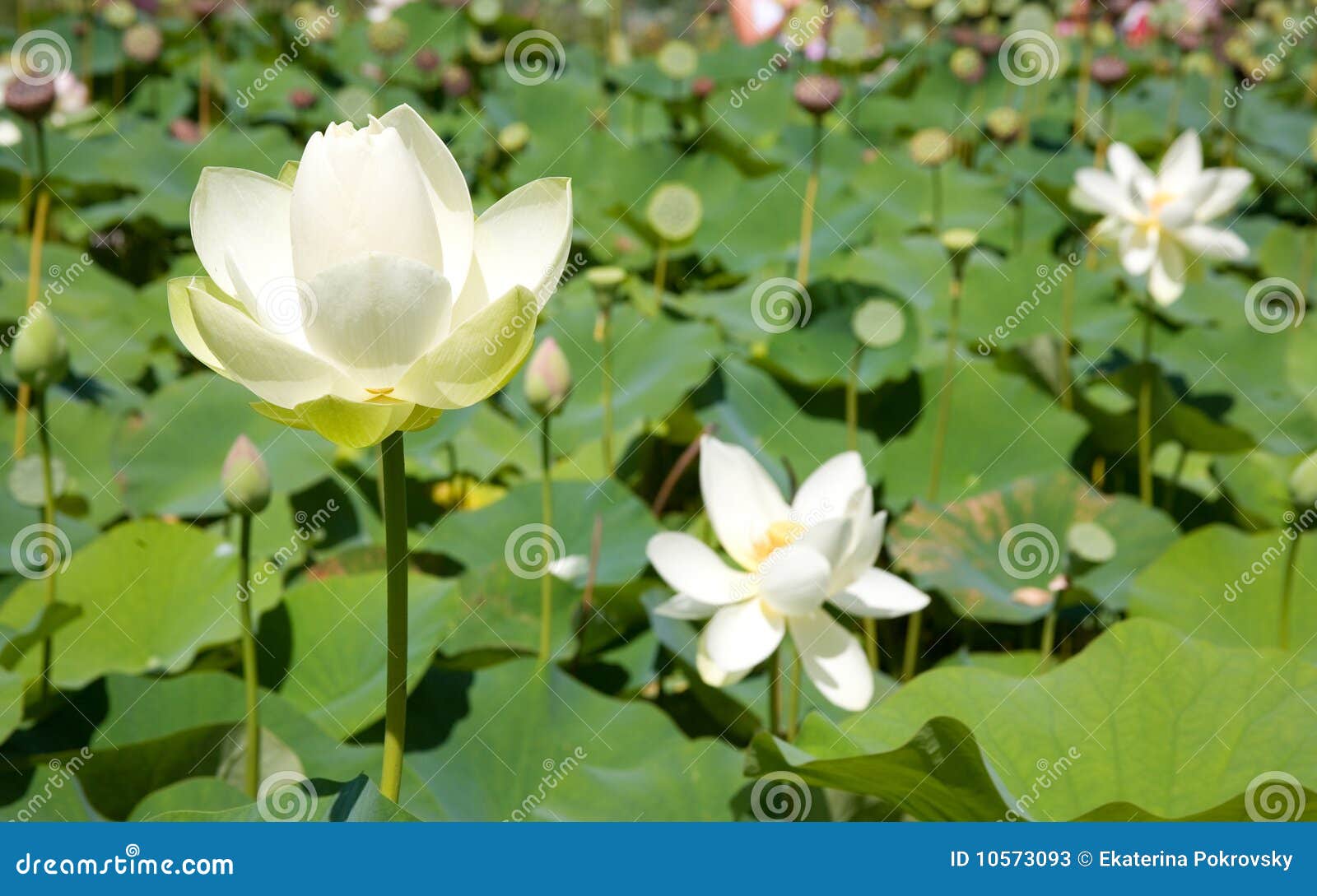 Blooming White Lotus Flowers Stock Image Image of natural, botany