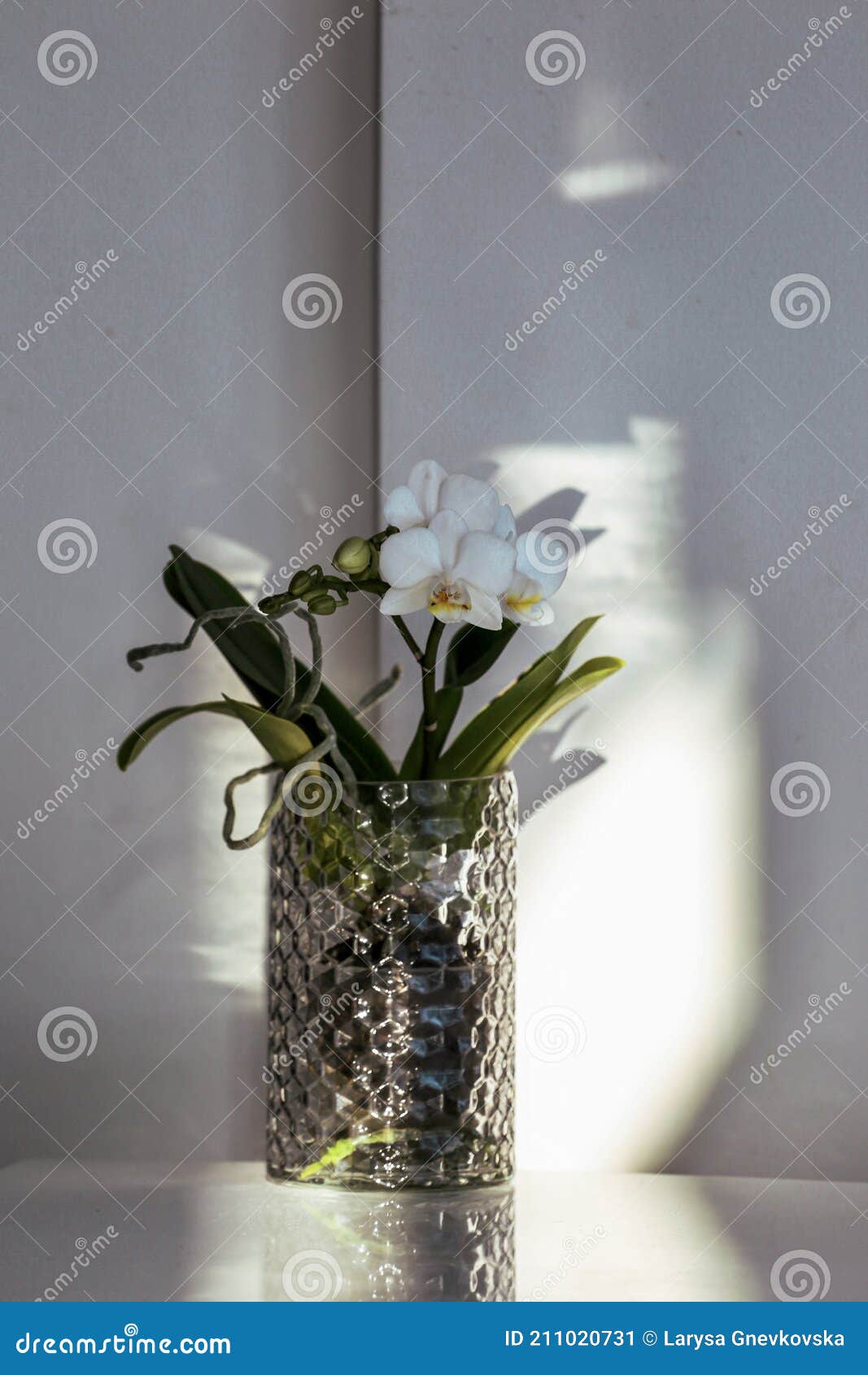 Blooming White Orchid Flower As Decor in the Room Stock Image - Image ...