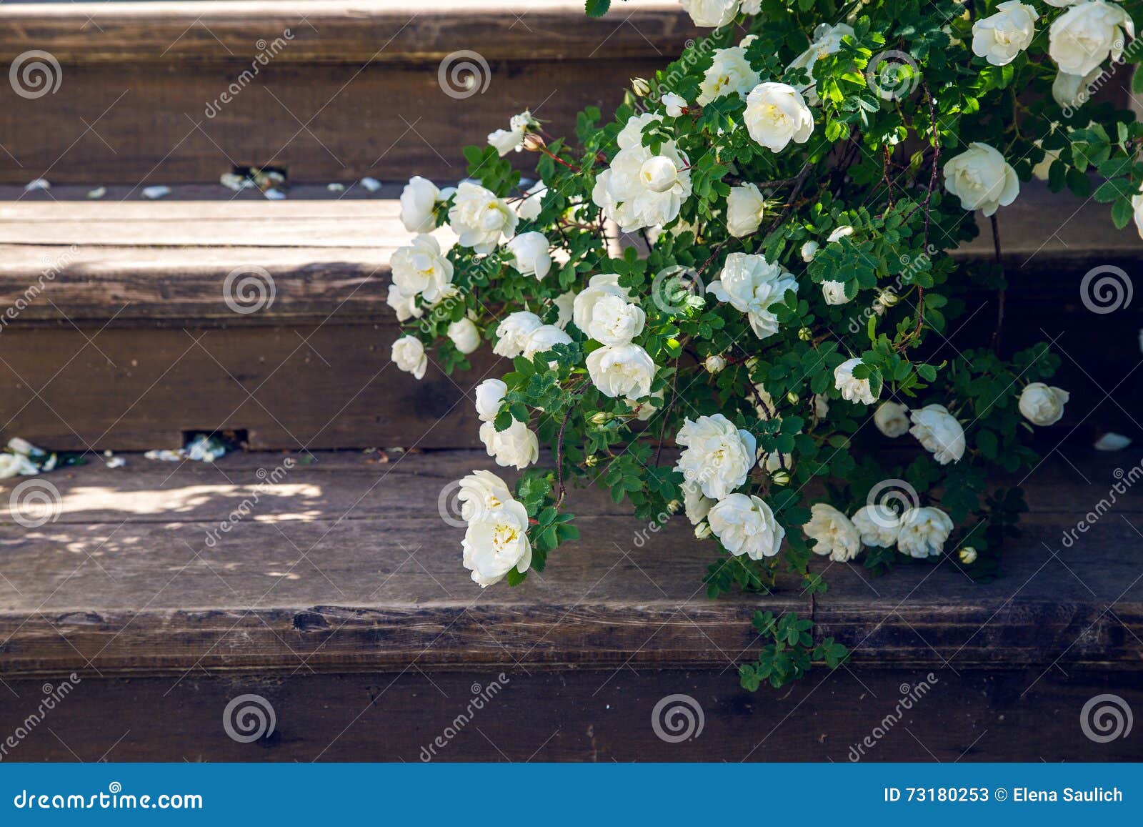 Blooming White Roses Falling Branches on a Wooden Stairs Stock Image
