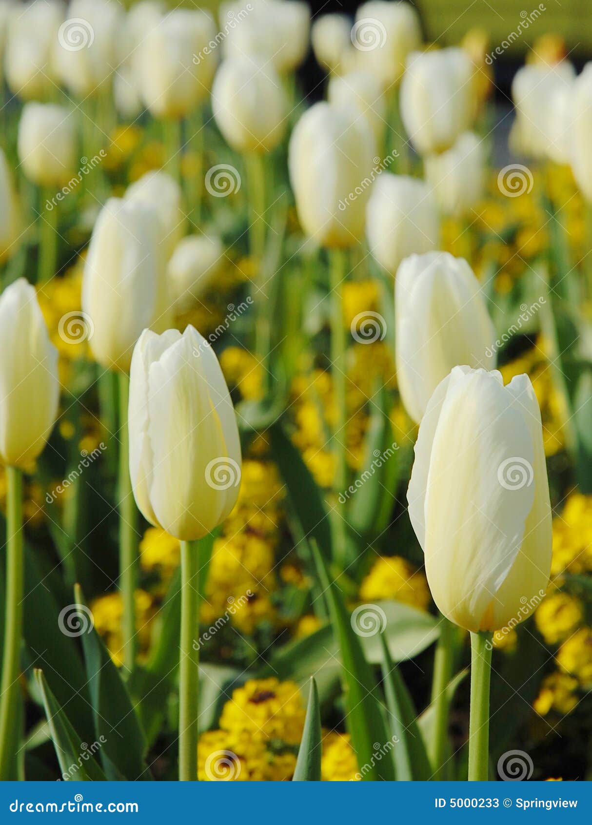 Blooming white tulip stock image. Image of fresh, city 5000233