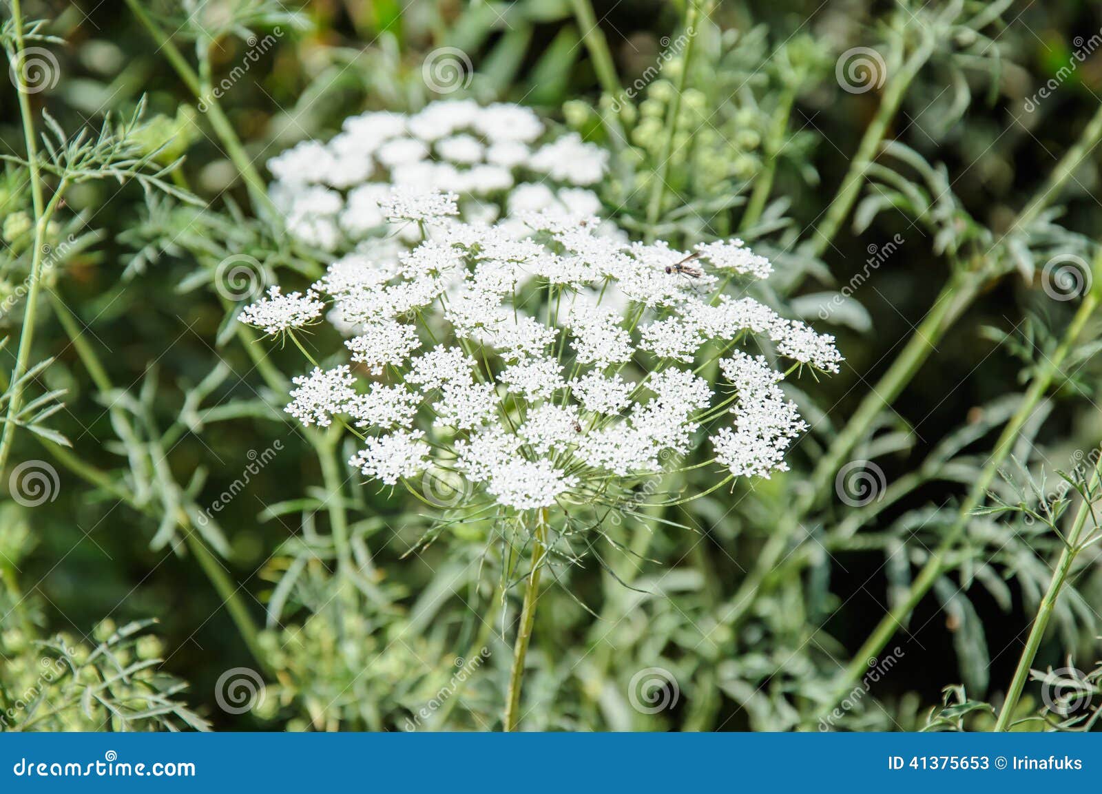 Blooming Wild Carrot Flower Stock Image Image of elegance, green