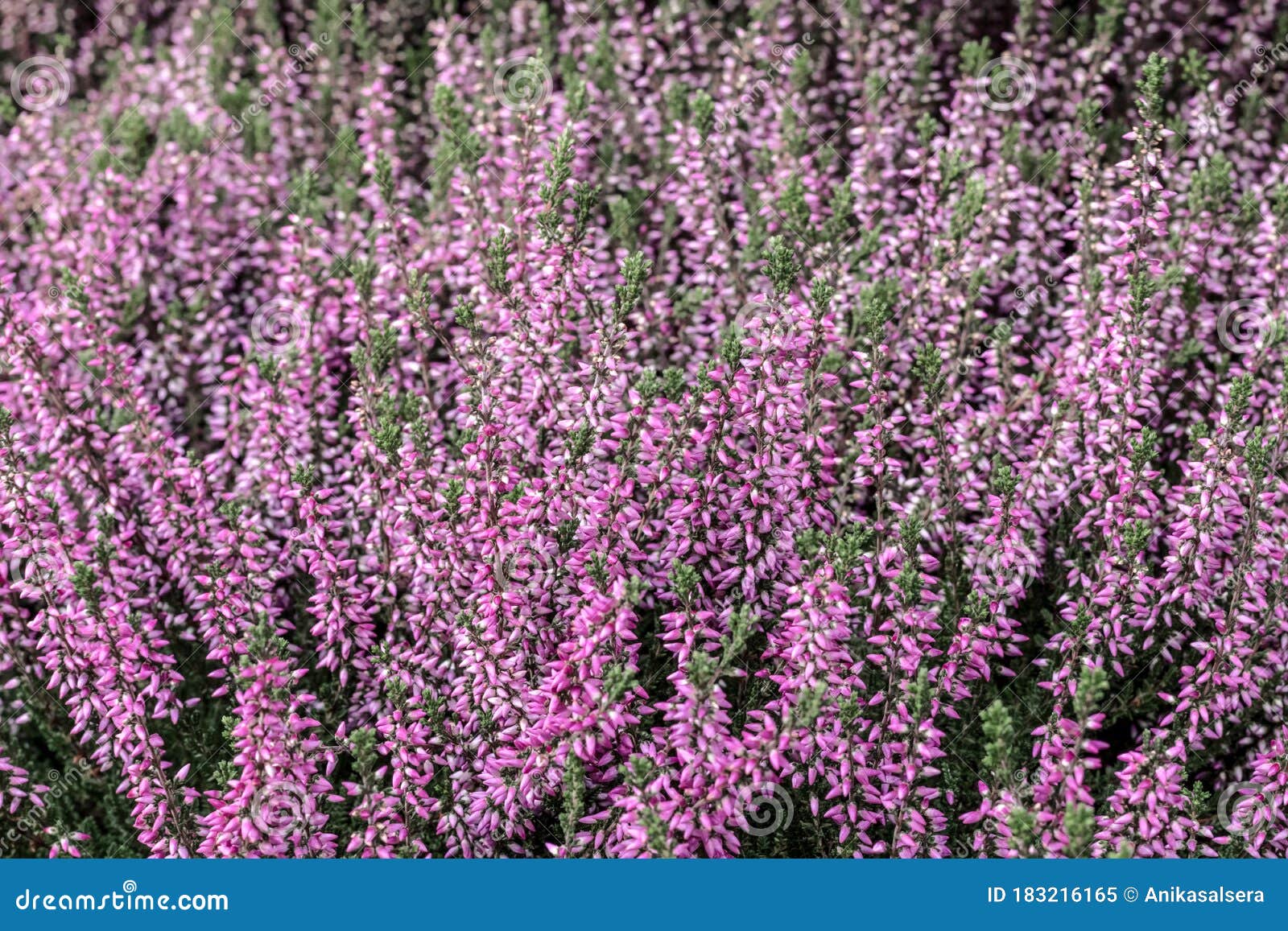 Blooming wild heather stock image. Image of blossoming 183216165