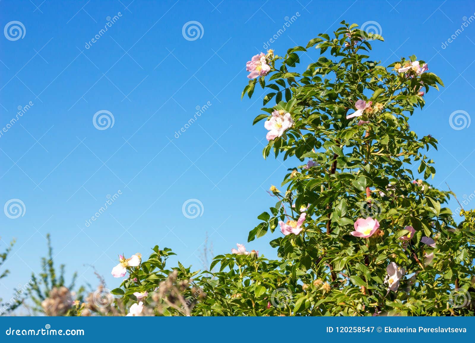 Blooming Wild Rose on a Background of Blue Sky Stock Image - Image of ...