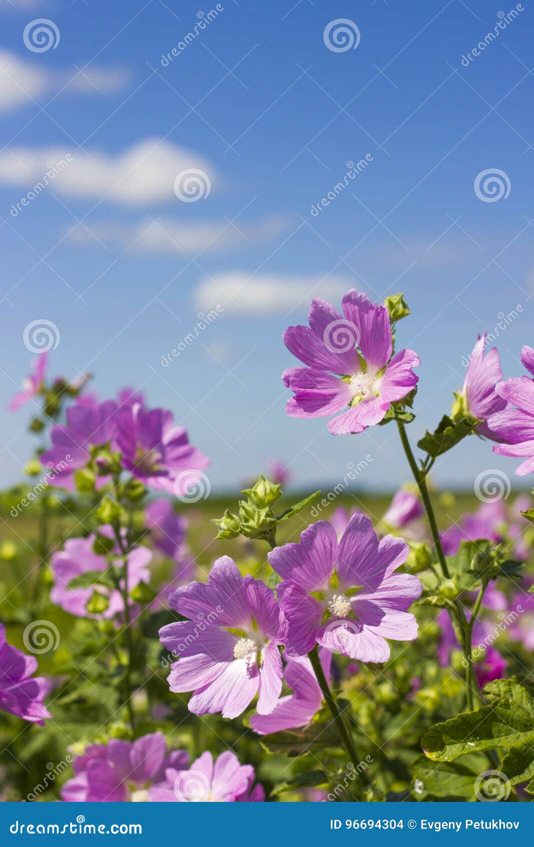 Blooming Wild Rose on a Green Field Stock Photo Image of rose, wild
