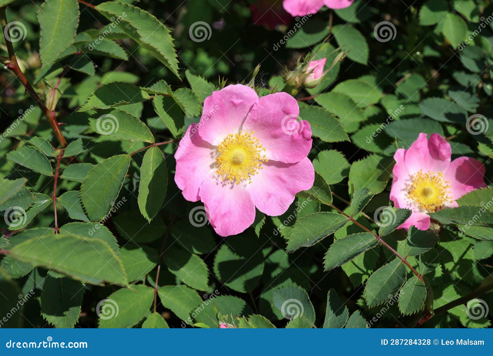blooming wild rose hips. flowering in vivo