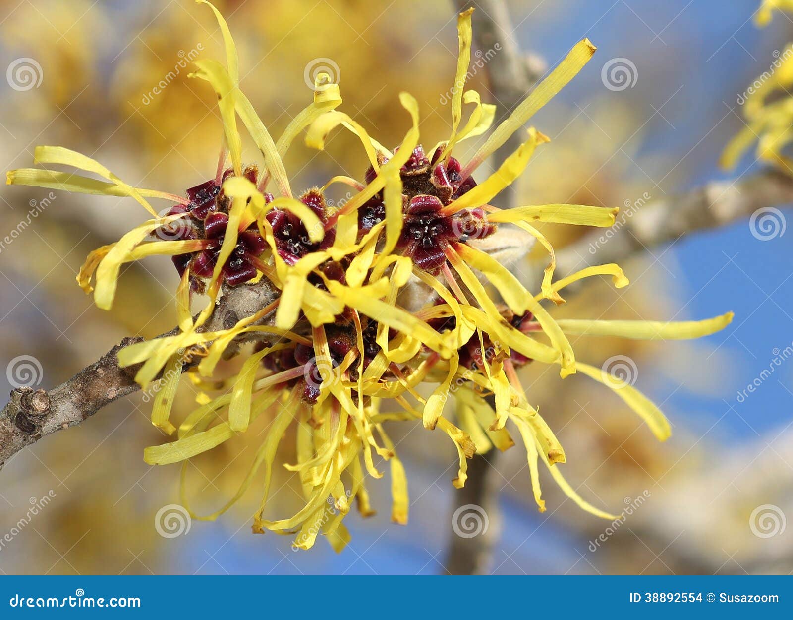 Blooming Witch Hazel in February Stock Photo Image of blossom
