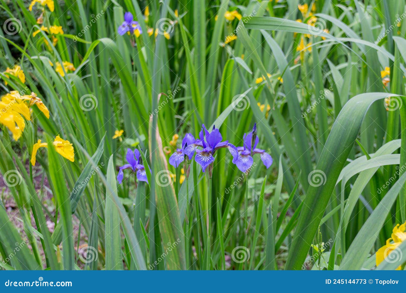 Blooming Yellow and Blue Iris Flowers Stock Image - Image of iris ...