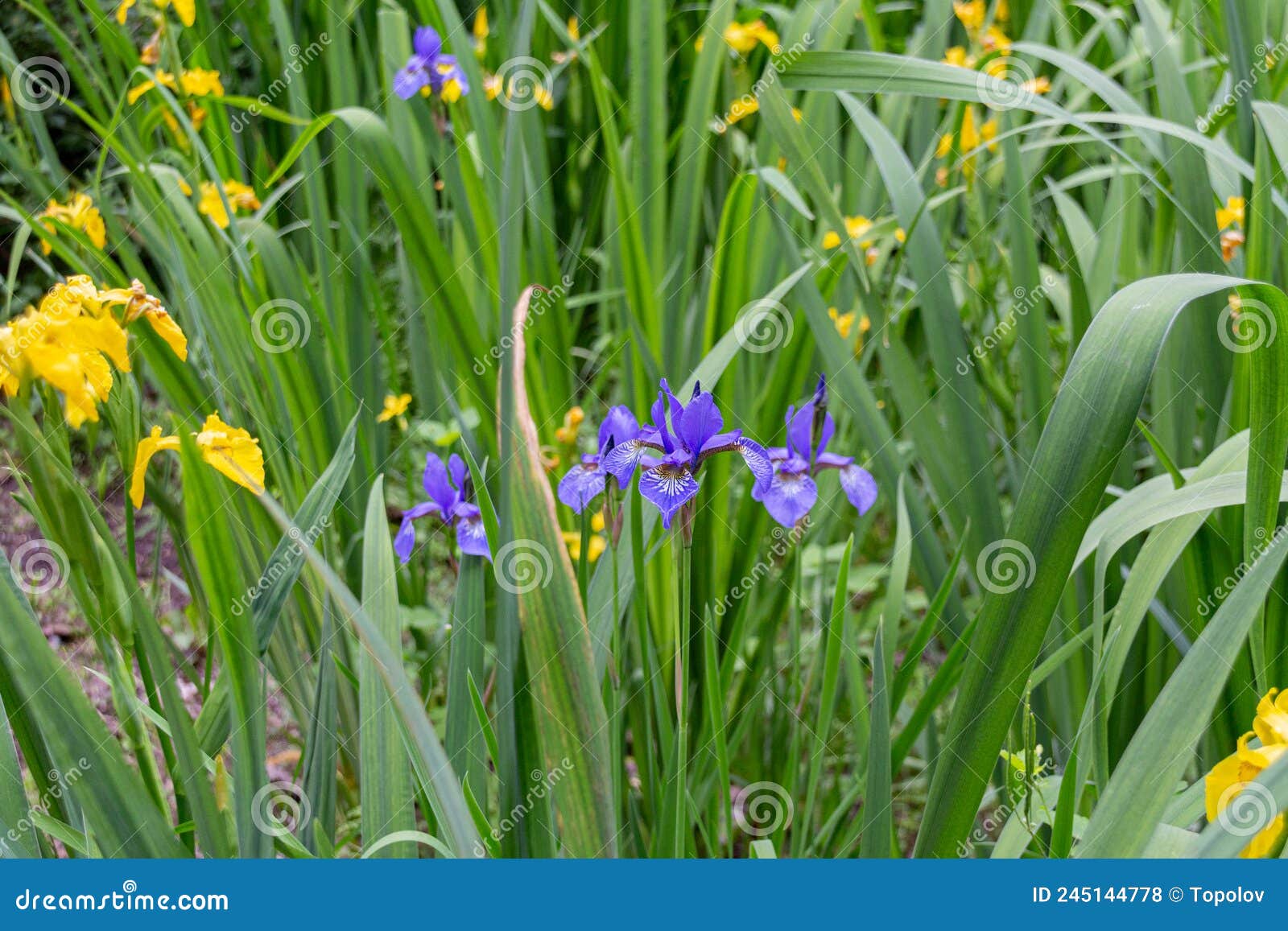 Blooming Yellow and Blue Iris Flowers Stock Photo - Image of summer ...