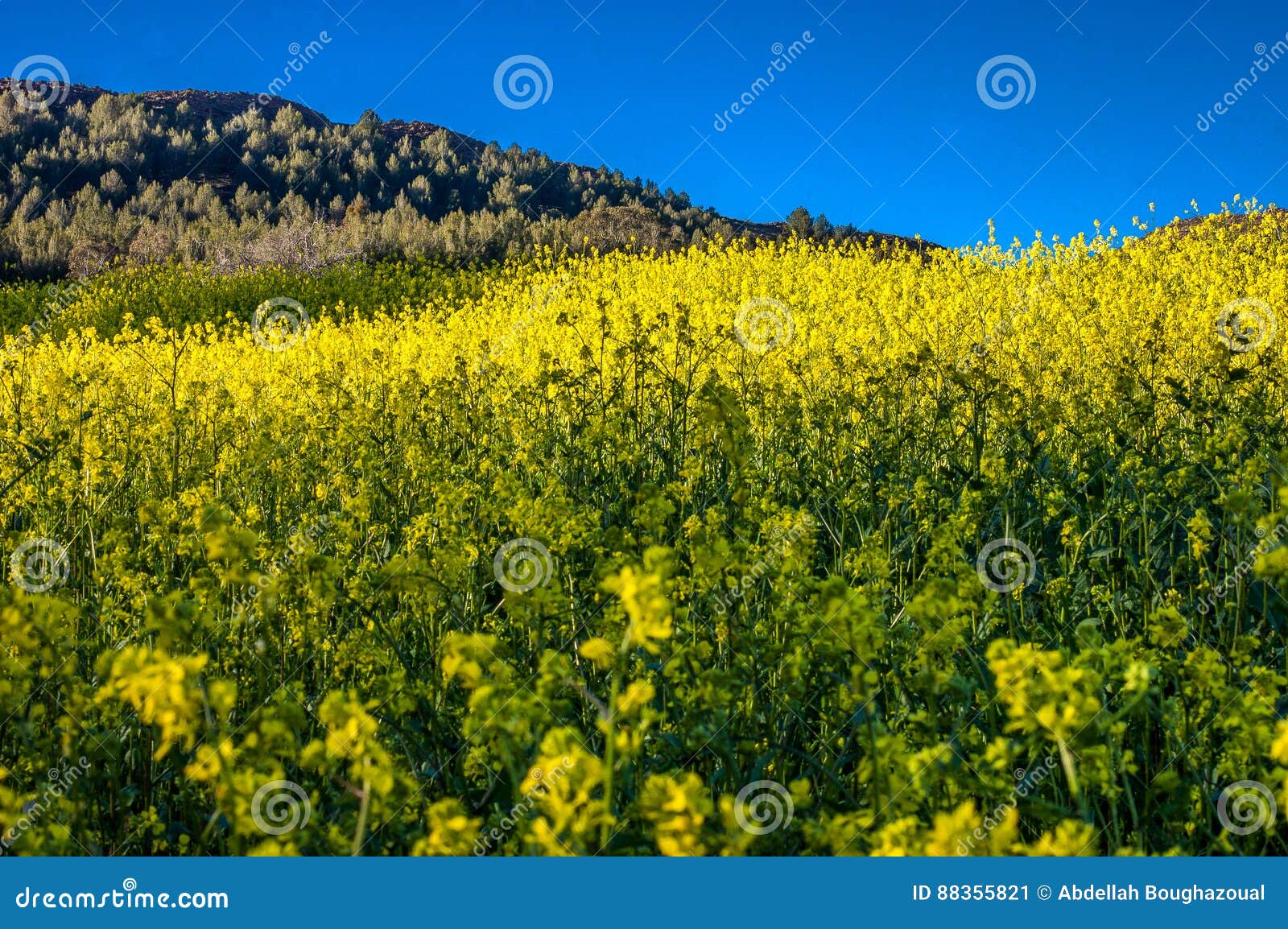 Blooming Yellow Flowers Field Of Beautiful Swiss Landscape Stock Image