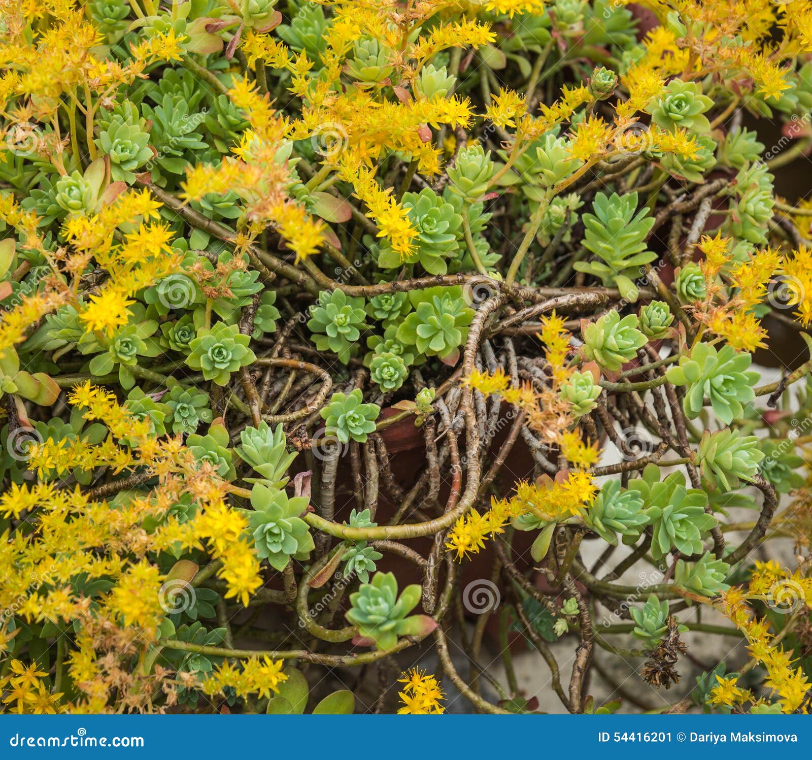 Blooming Yellow Flowers of Succulents, Northern Greece Stock Image ...